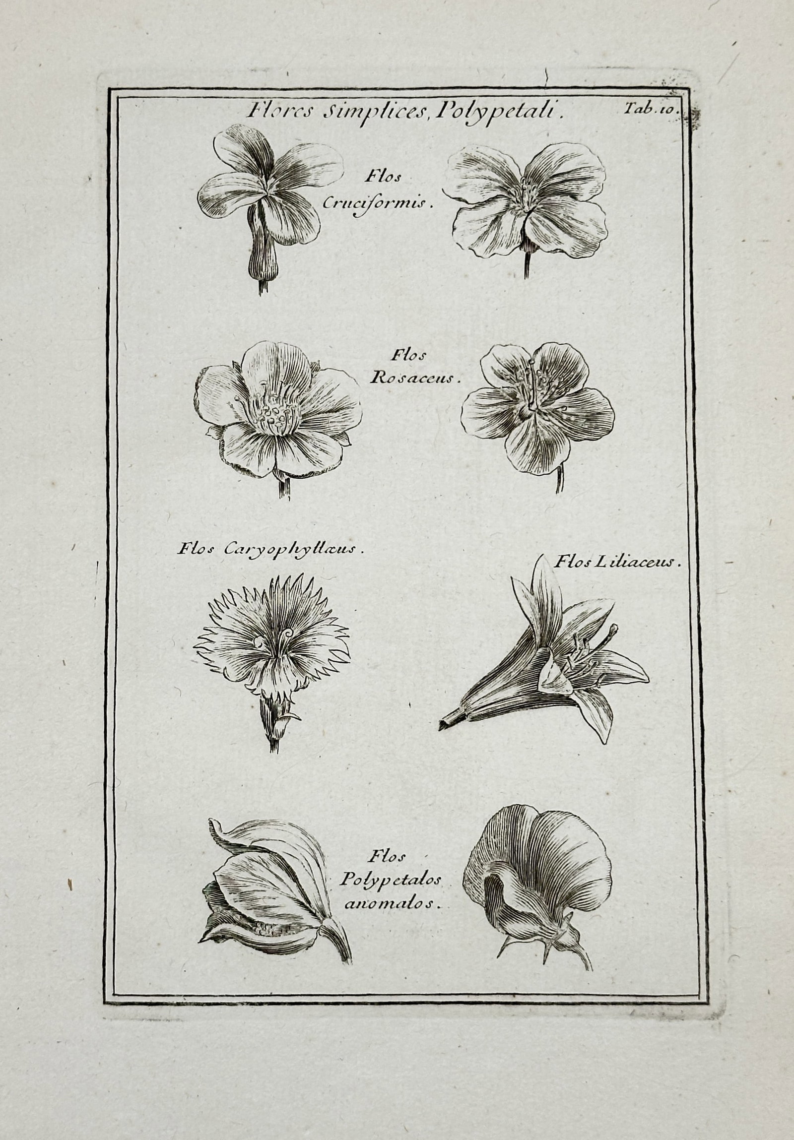 Joseph Pitton de Tournefort (1656–1708) – Simple Polypetalous Flowers – Engraving (c. 1700): This botanical engraving illustrates various forms of simple polypetalous flowers, categorized by petal and symmetry types such as cruciform, rosaceous, and liliaceous, serving as a diagram for botani