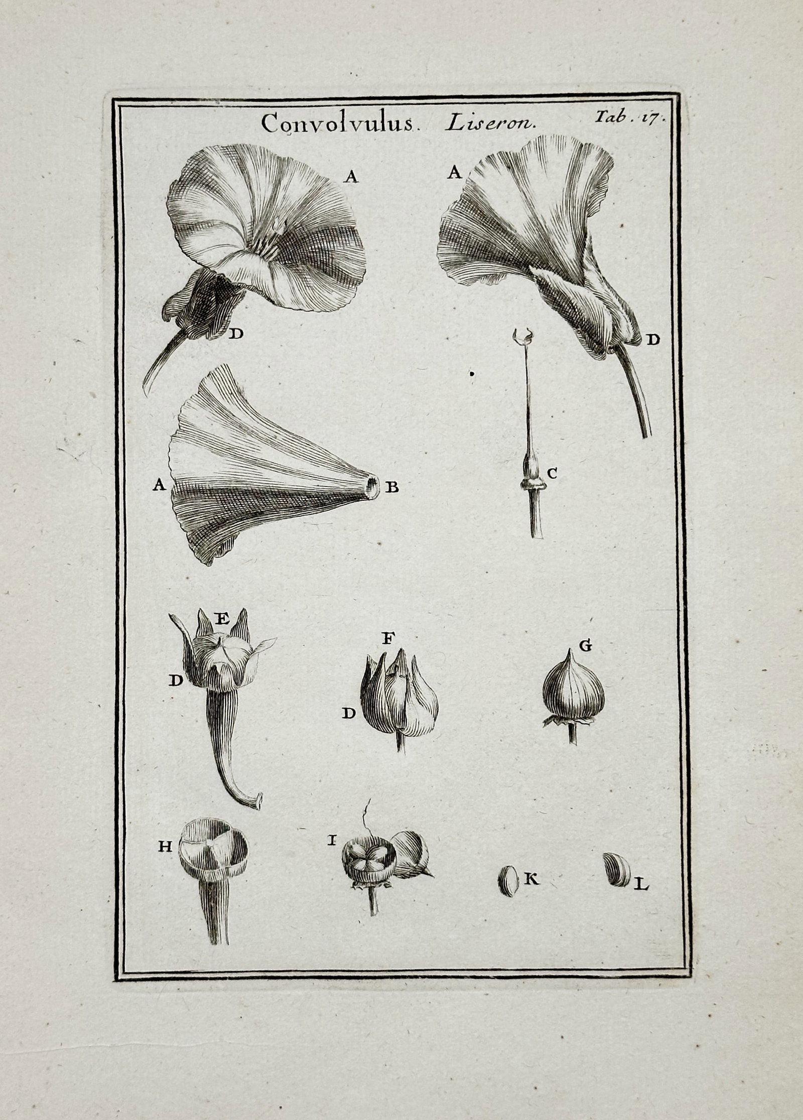 Joseph Pitton de Tournefort (1656–1708) – Convolvulus, or Morning Glory – Engraving (c. 1700): This botanical engraving provides a detailed morphological study of the Convolvulus (Morning Glory), showing cross-sections of the funnel-shaped flower, the calyx, and diagrams of the stamens, ovary, 