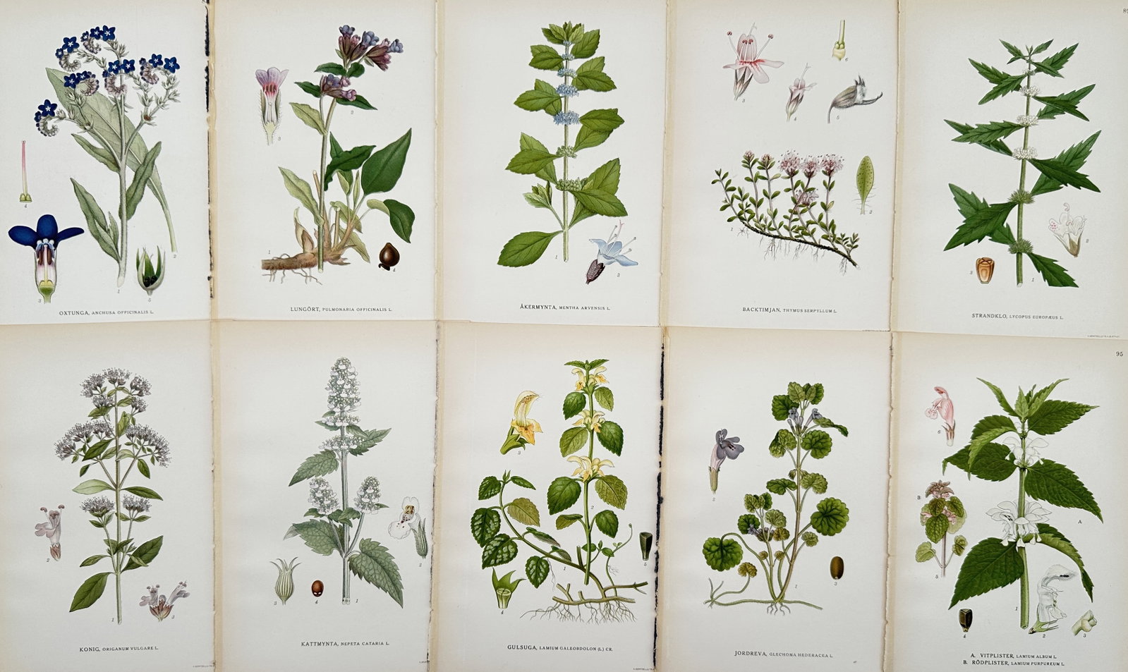 Carl Axel Magnus Lindman (1851–1921) – Set of 10: Plates from Lindman's Nordic Flora: This set of 10 hand-colored illustrations depicts various species of flowering plants, including several members of the mint family and other herbaceous species, originally created for the systematic 