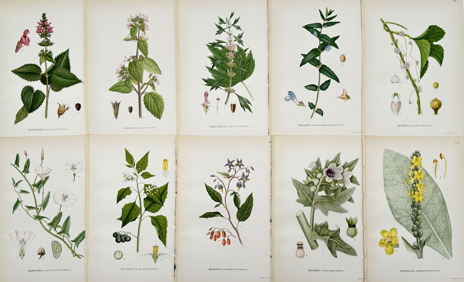 Carl Lindman – Set of 10: Botanical Studies of Convolvulus, Deadly nightshade (1 of 2)