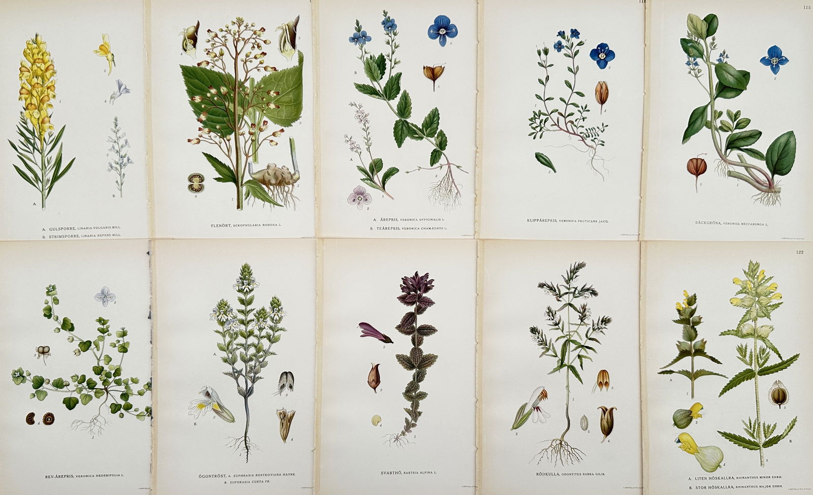 Carl Lindman – Set of 10: Illustrations of British Field and Woodland Flowers – Hand-colored (1 of 2)