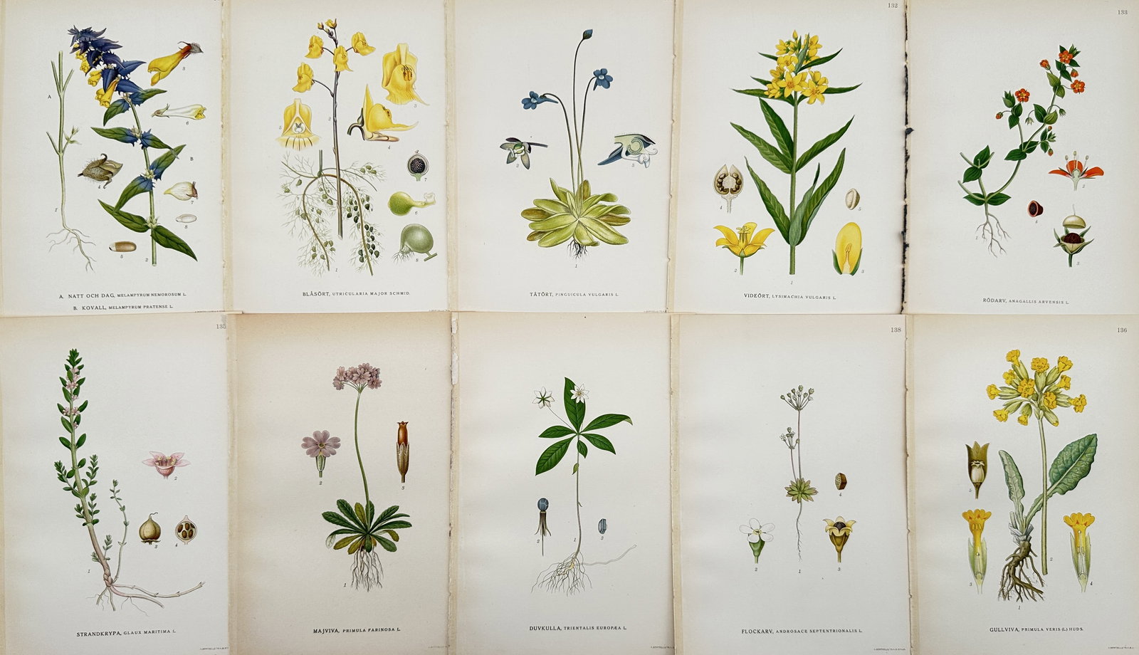 Carl Lindman – Set of 10: Hand-colored Plates of British Flowering Species (1 of 2)