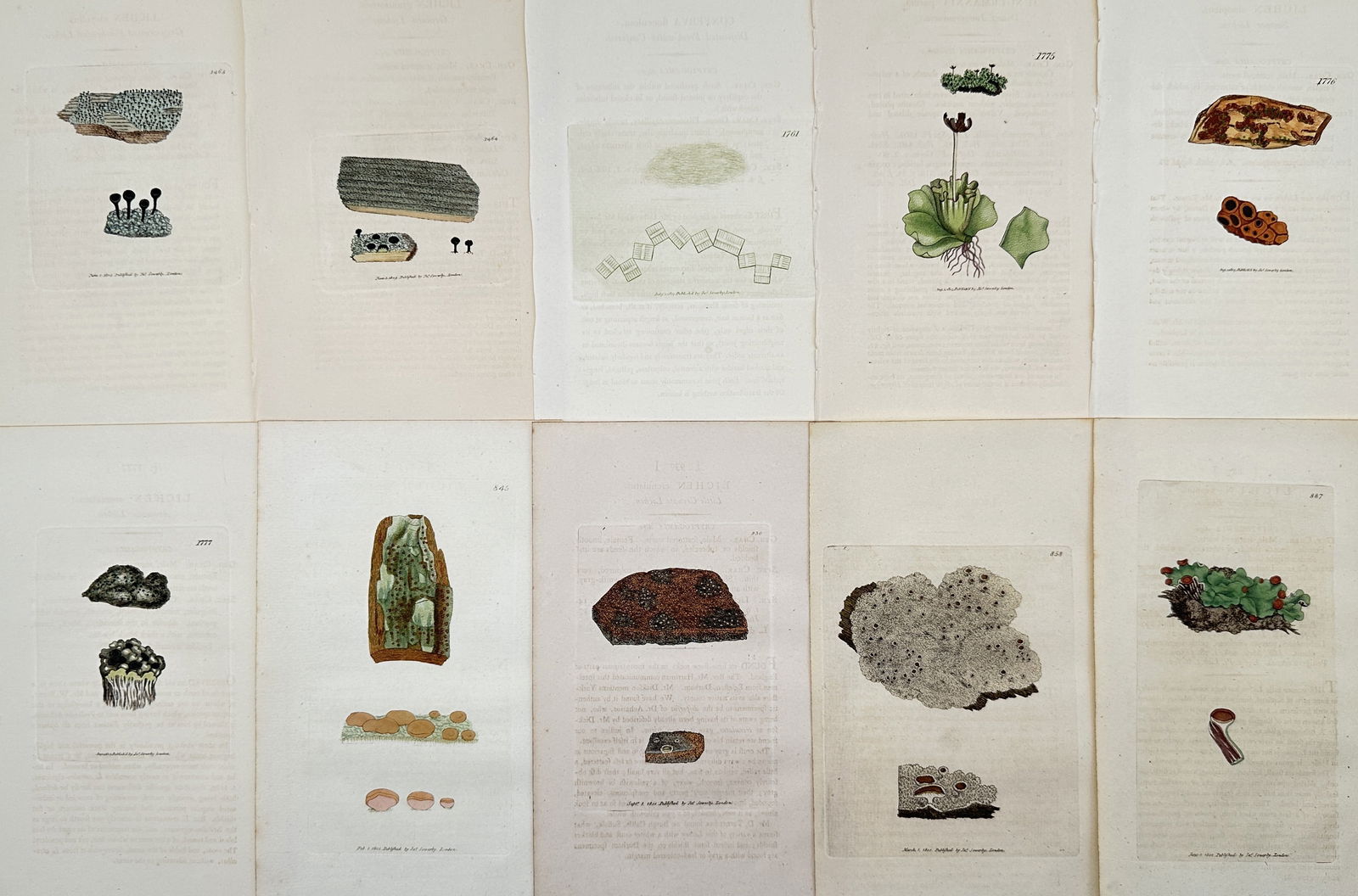 James Sowerby (1757–1822) – Set of 10: Systematic Plates of British Cryptogams (1 of 2)