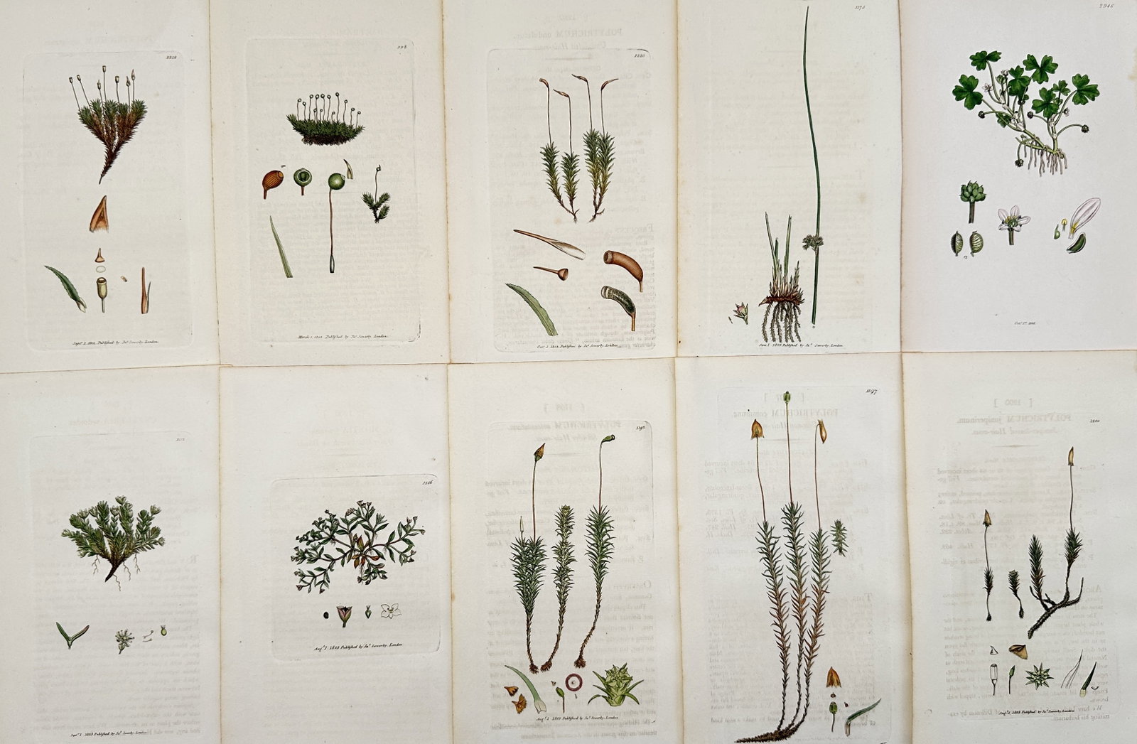 James Sowerby – Set of 10: Systematic Plates of Mosses and Liverworts (Bryophyta): This set of 10 hand-colored illustrations depicts various species of Bryophyta, including detailed views of the gametophyte and sporophyte stages of mosses and liverworts. James Sowerby was a renowned