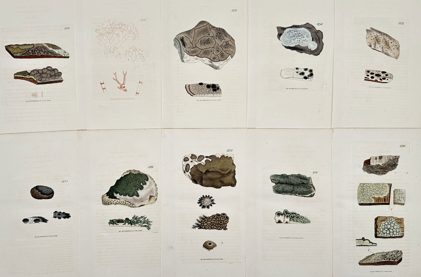 James Sowerby – Set of 10: Systematic Studies of Lichens, Fungi, and Cryptogams: This set of 10 hand-colored illustrations depicts various species of lichens, fungi, and other cryptogams, showing detailed textures and structures.James Sowerby was a renowned English natural history