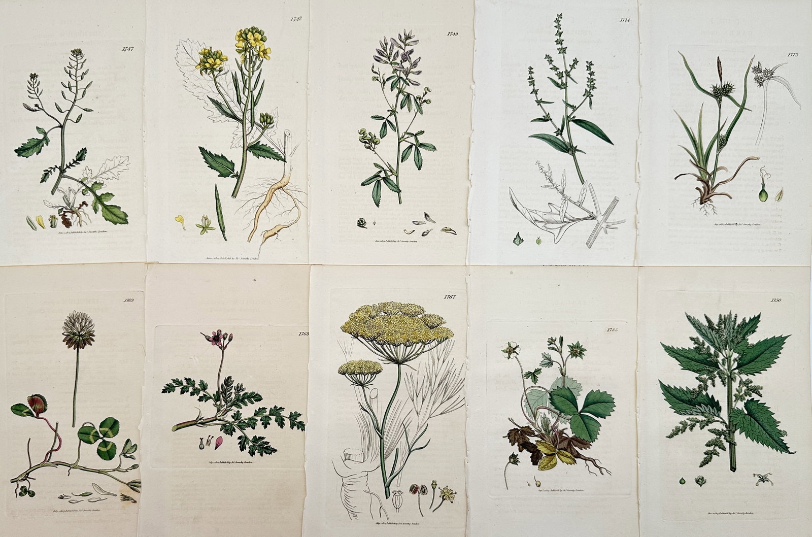 James Sowerby – Set of 10: Systematic Plates of Fungi and Lichen Specimens: This set of 10 hand-colored illustrations depicts various species of fungi and lichens, often shown resting on their natural substrates like wood and stone.James Sowerby was a renowned English natural