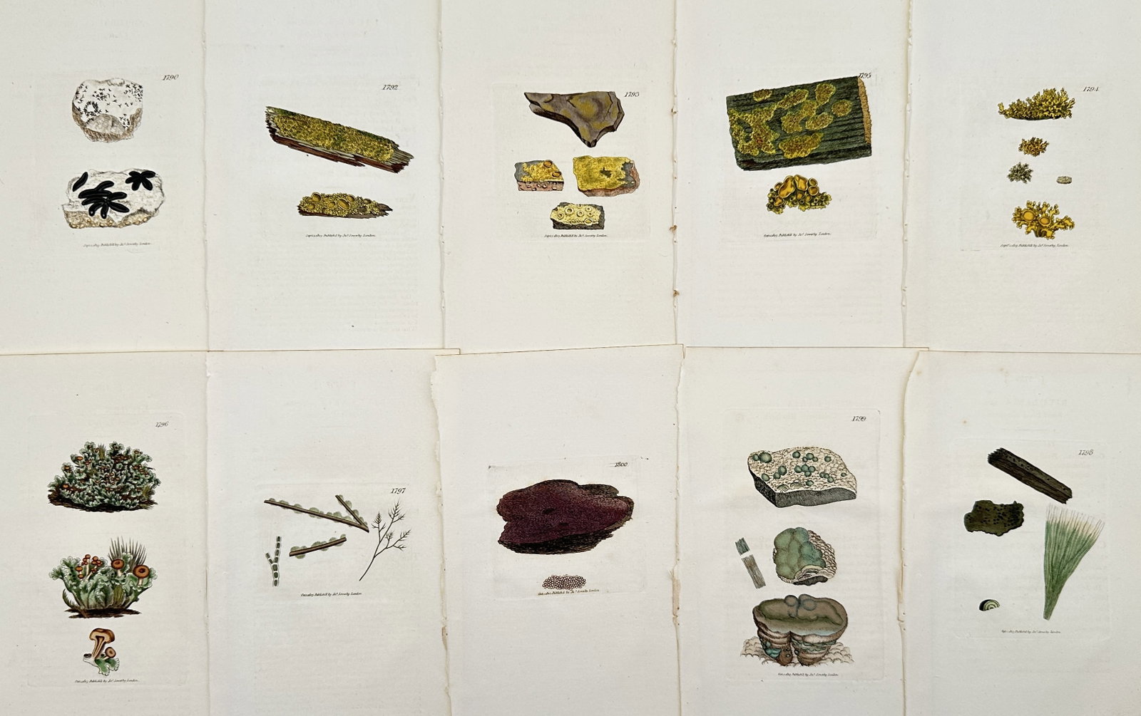 Magnus von Wright – Set of 10: Ornithological Plates of Nordic Birds – Lithograph (1920s): This set of 10 large lithographs illustrates various species of birds, including waterfowl, grouse, and waders, characteristic of Scandinavian and Finnish fauna, often shown resting on subtle landscap