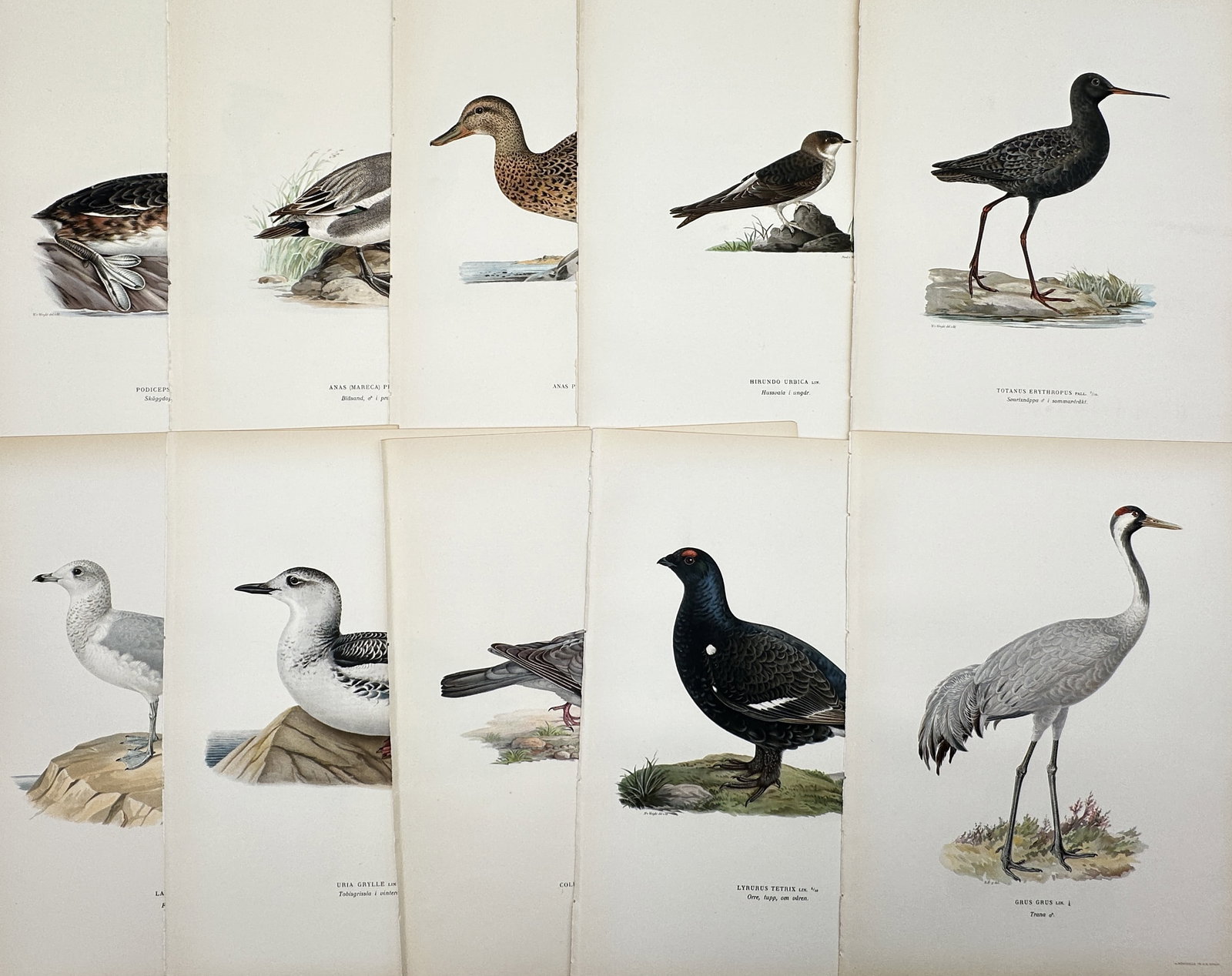 Magnus von Wright – Set of 10: Ornithological Plates of Nordic Birds – Lithograph (1920s): This set of 10 large lithographs illustrates various species of birds, including waterfowl, grouse, and waders, characteristic of Scandinavian and Finnish fauna, often shown resting on subtle landscap