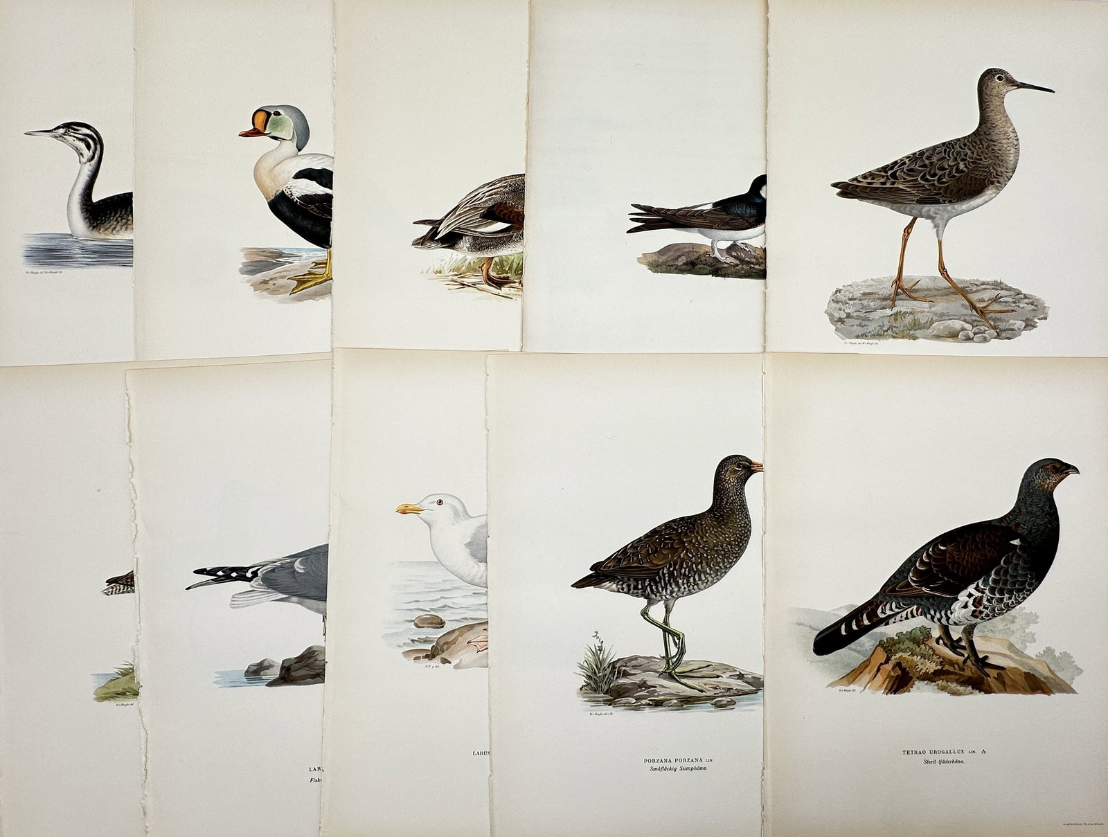 Magnus von Wright – Set of 10: Hand-colored Lithographs of Nordic Bird Species – Lithograph: This set of 10 large lithographs illustrates various species of Nordic birds, including diverse waterfowl, waders (like the Ruff), and grouse, often shown resting on subtle landscape backgrounds. Thes