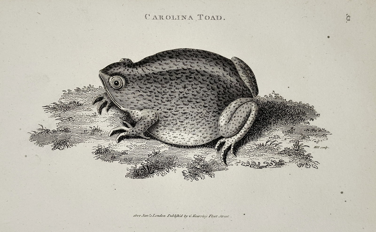 George Shaw (1751–1813) – Carolina Toad – Engraving (c. 1800): This engraving illustrates the Carolina Toad, shown resting on a patch of earth, created as a plate for the comprehensive natural history work, General Zoology; or Systematic Natural History. George S