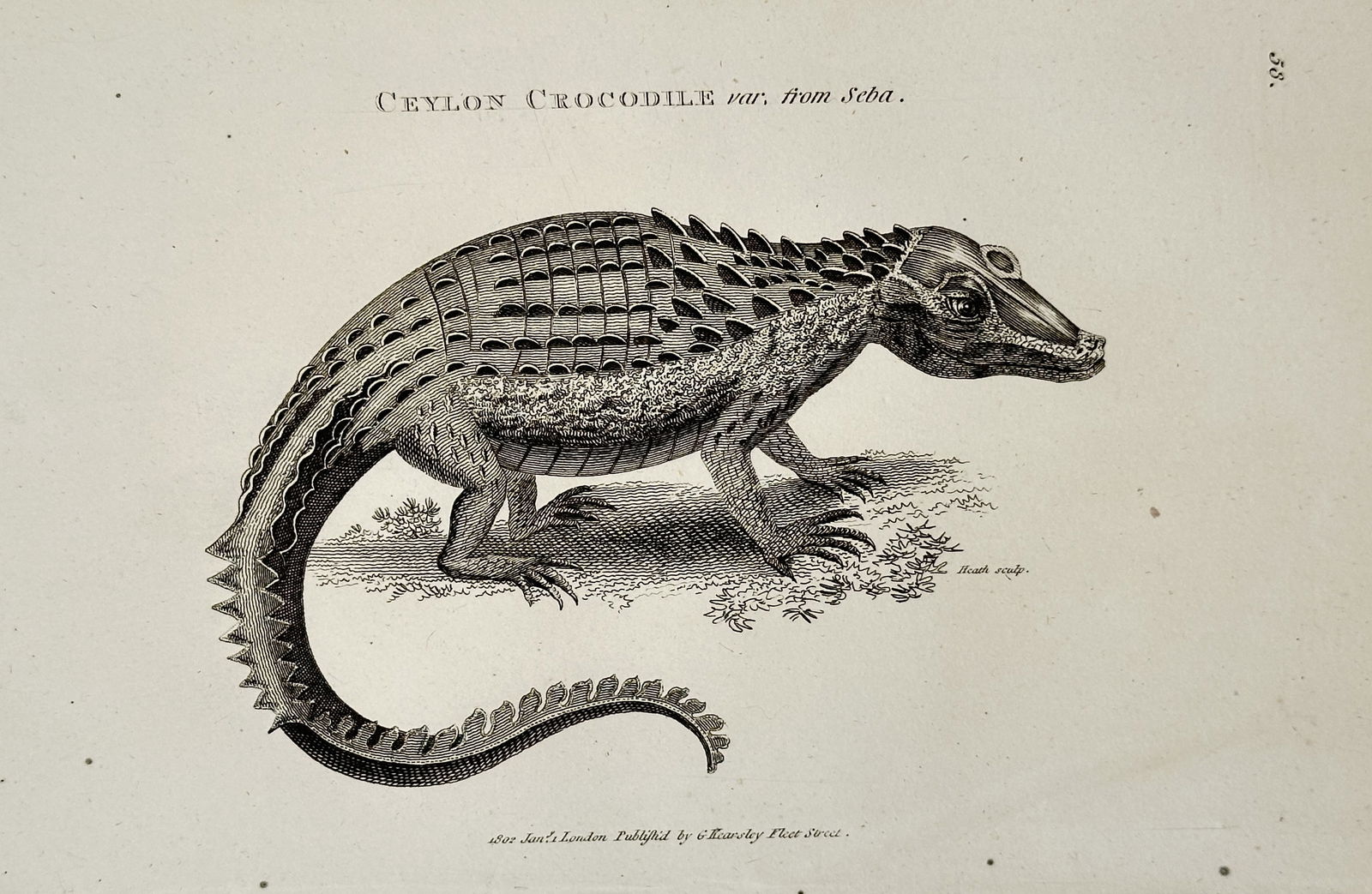 George Shaw (1751–1813) – Ceylon Crocodile – Copperplate engraving (1802): This copperplate engraving depicts the Ceylon Crocodile, referenced as a variation from Seba, showcasing the detailed scale patterns and physical characteristics of the reptile. It was issued in the e