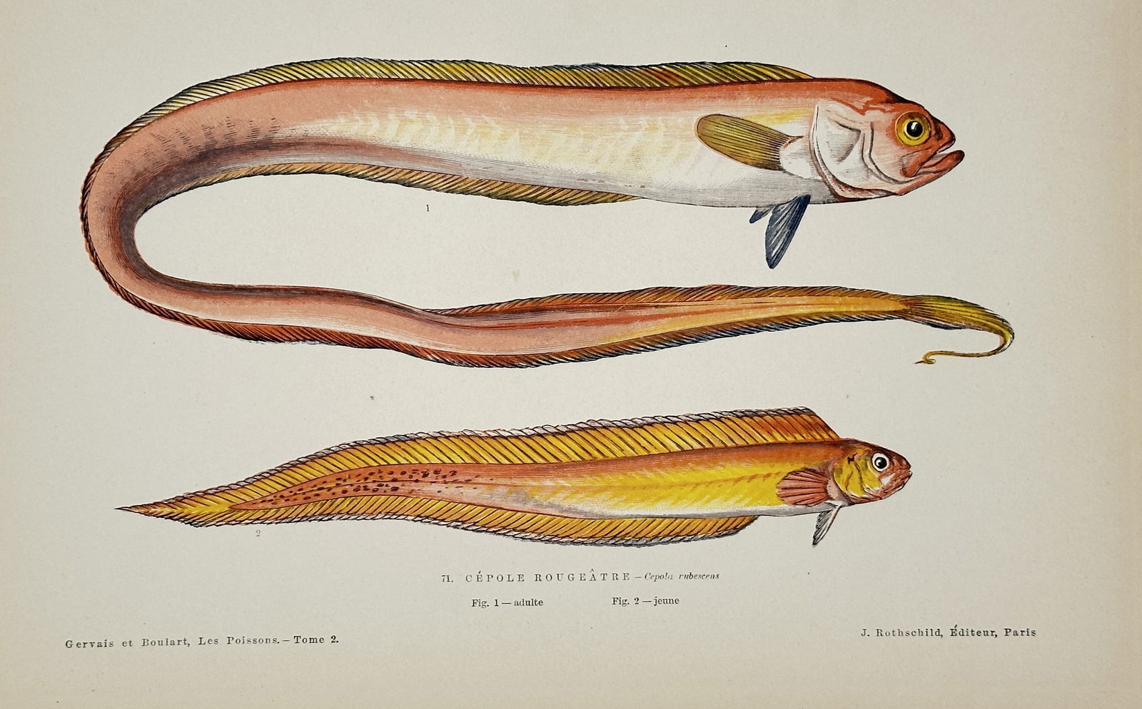 Jules Rothschild (1838–1901) – Red Bandfish – Chromolithograph (1876) (1 of 2)