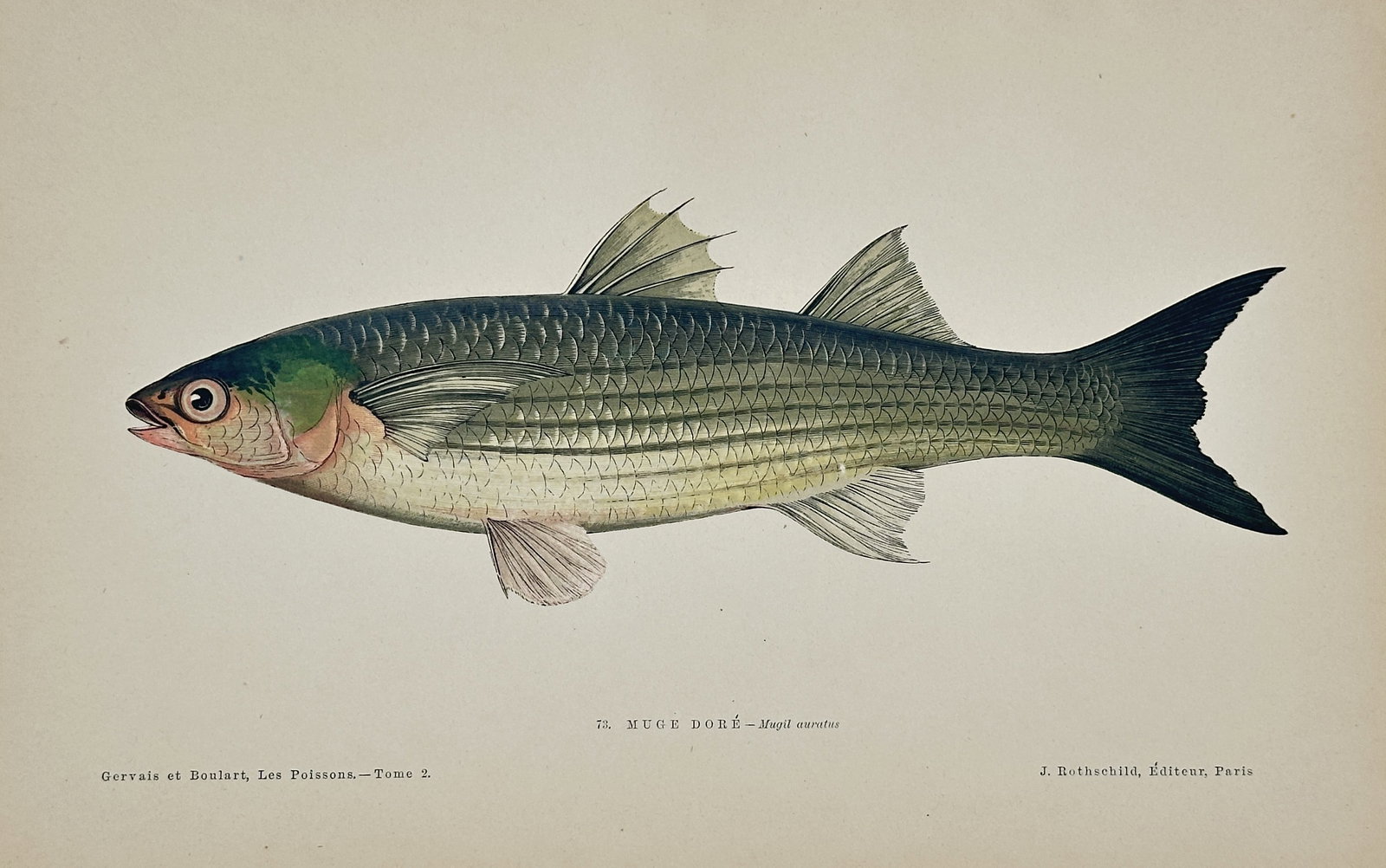Jules Rothschild (1838–1901) – Golden Grey Mullet – Chromolithograph (1876): This chromolithograph illustrates the Golden Grey Mullet, scientifically known as Mugil auratus, characterized by its robust, streamlined body, large scales, and distinct two dorsal fins. The illustra