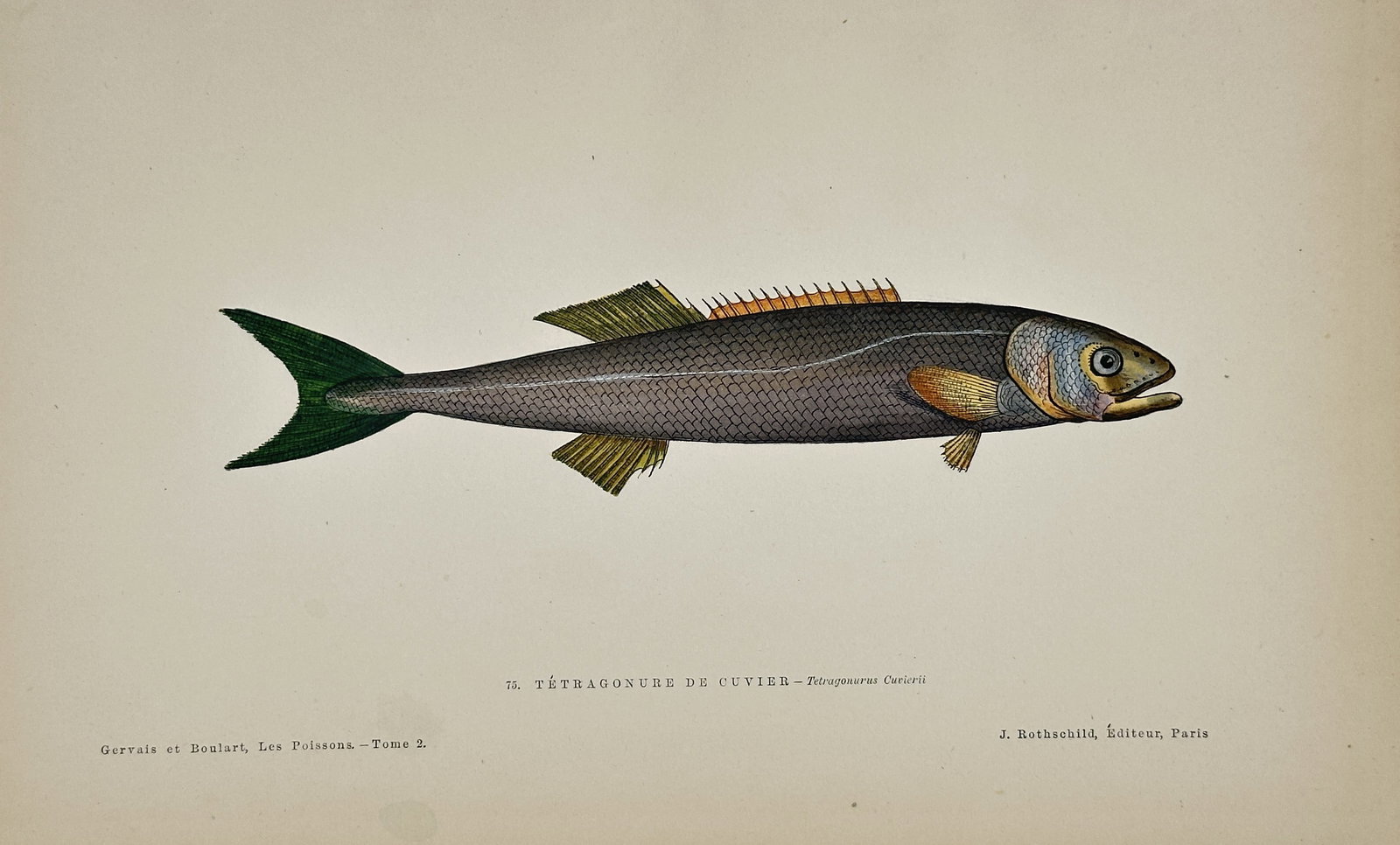 Jules Rothschild (1838–1901) – Cuvier's Elagatis (Rainbow Runner) – Chromolithograph (1876): This chromolithograph illustrates the fish historically known as Elagatis Cuvieri, now recognized as the Rainbow Runner, characterized by its streamlined body, dark dorsal coloration, and yellow-green