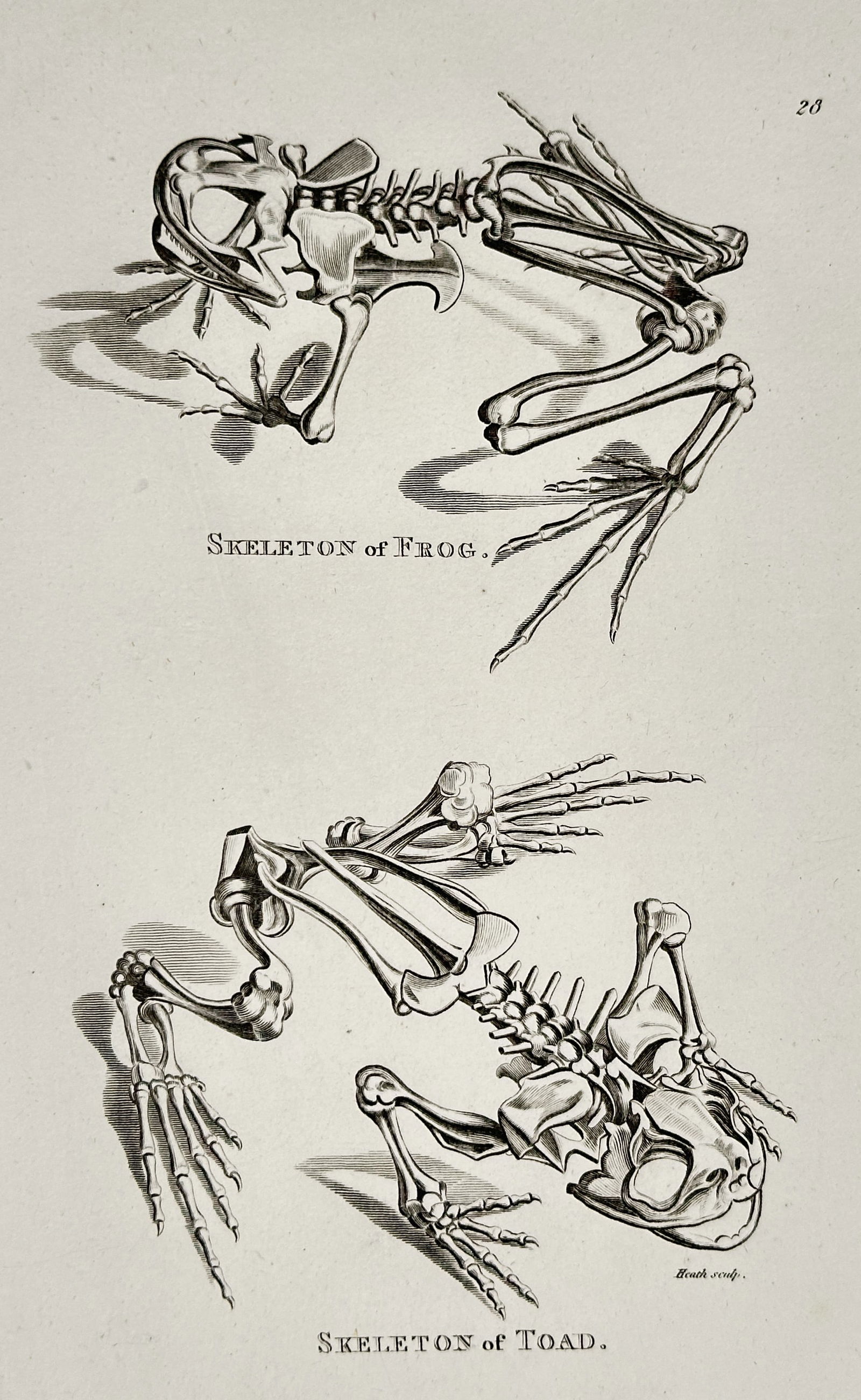 George Shaw – Comparative Skeletons of the Frog and Toad – Copperplate engraving (1802): This copperplate engraving features two illustrations detailing the skeletal structures of the frog and the toad, highlighting the differences in their respective bone structures, particularly the elo