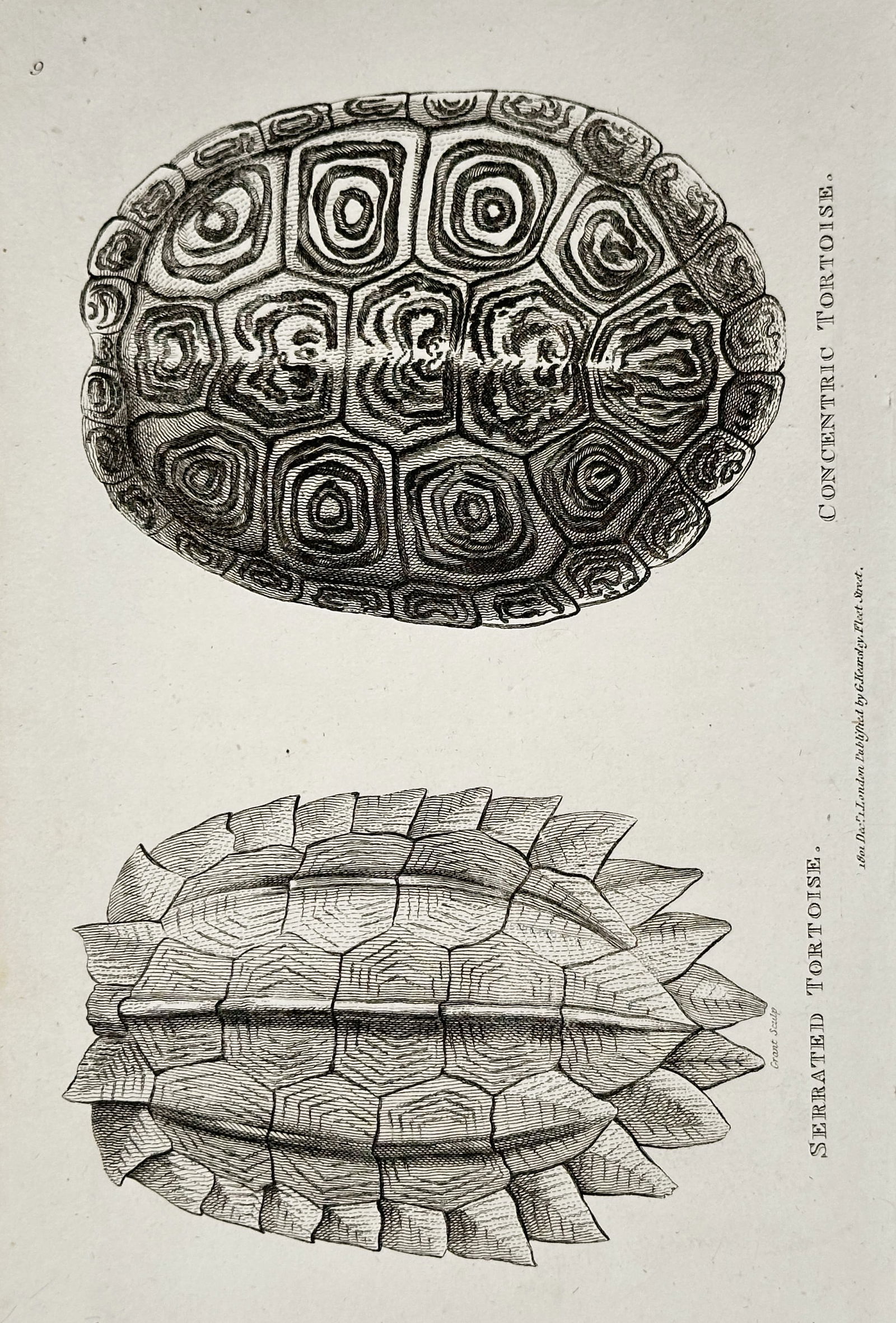 George Shaw – Serrated and Concentric Tortoise Shells – Copperplate engraving (1802) (1 of 2)