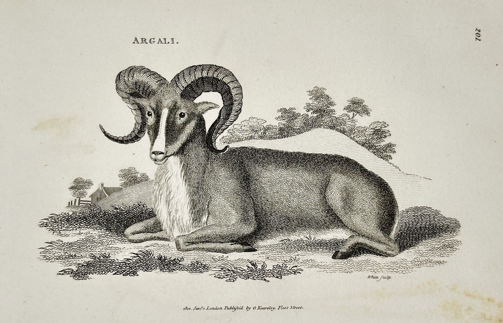 George Shaw – Argali (Wild Sheep) – Copperplate engraving (1800) (1 of 2)