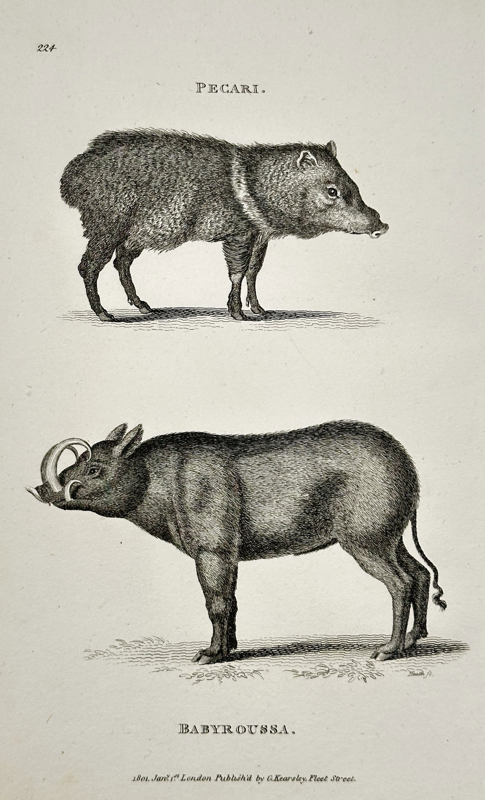 George Shaw – Peccary and Babirusa – Copperplate engraving (1800) (1 of 2)