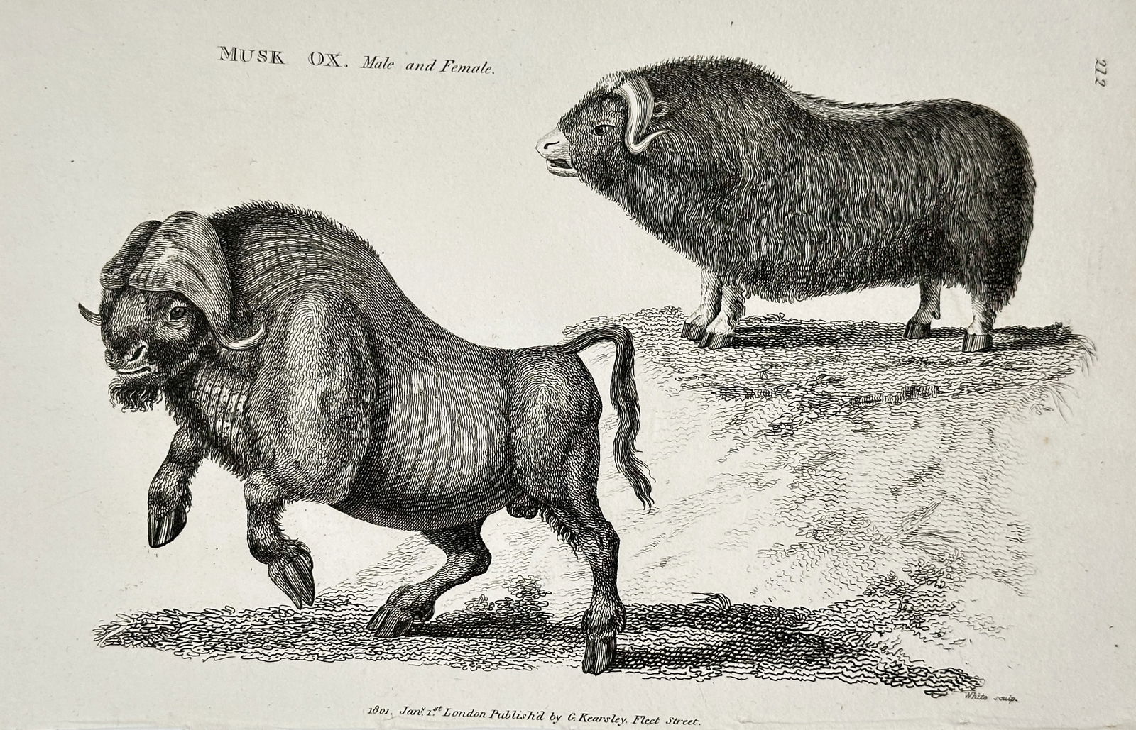 George Shaw – Musk Ox (Male and Female) – Copperplate engraving (1800) (1 of 2)