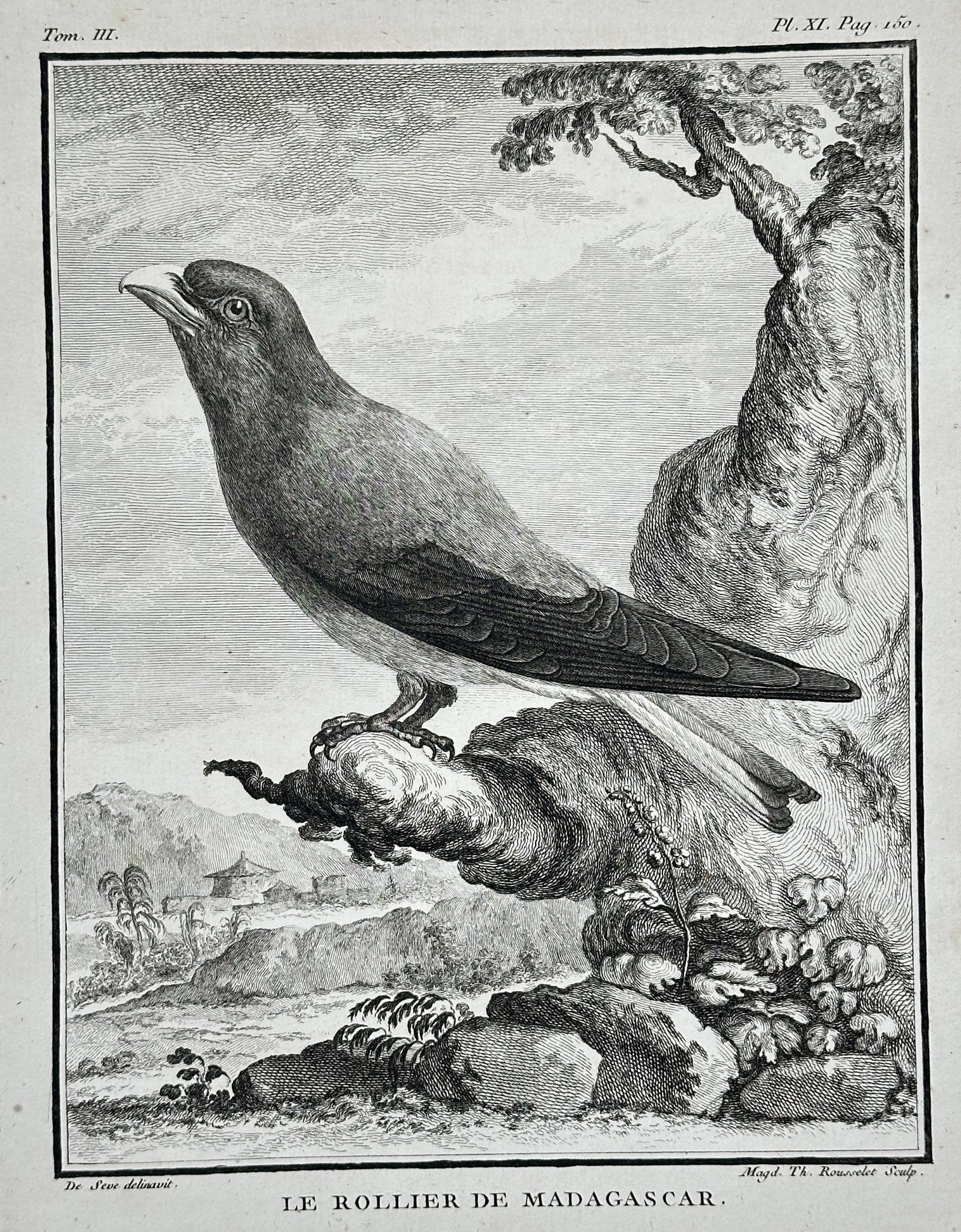 Georges-Louis Leclerc, Comte de Buffon – The Madagascar Roller – Copper engraving (c. 1775): This copper engraving depicts the Madagascar Roller, perched on a gnarled branch within a stylized landscape background. It comes from the monumental work Histoire Naturelle, which served as a compreh