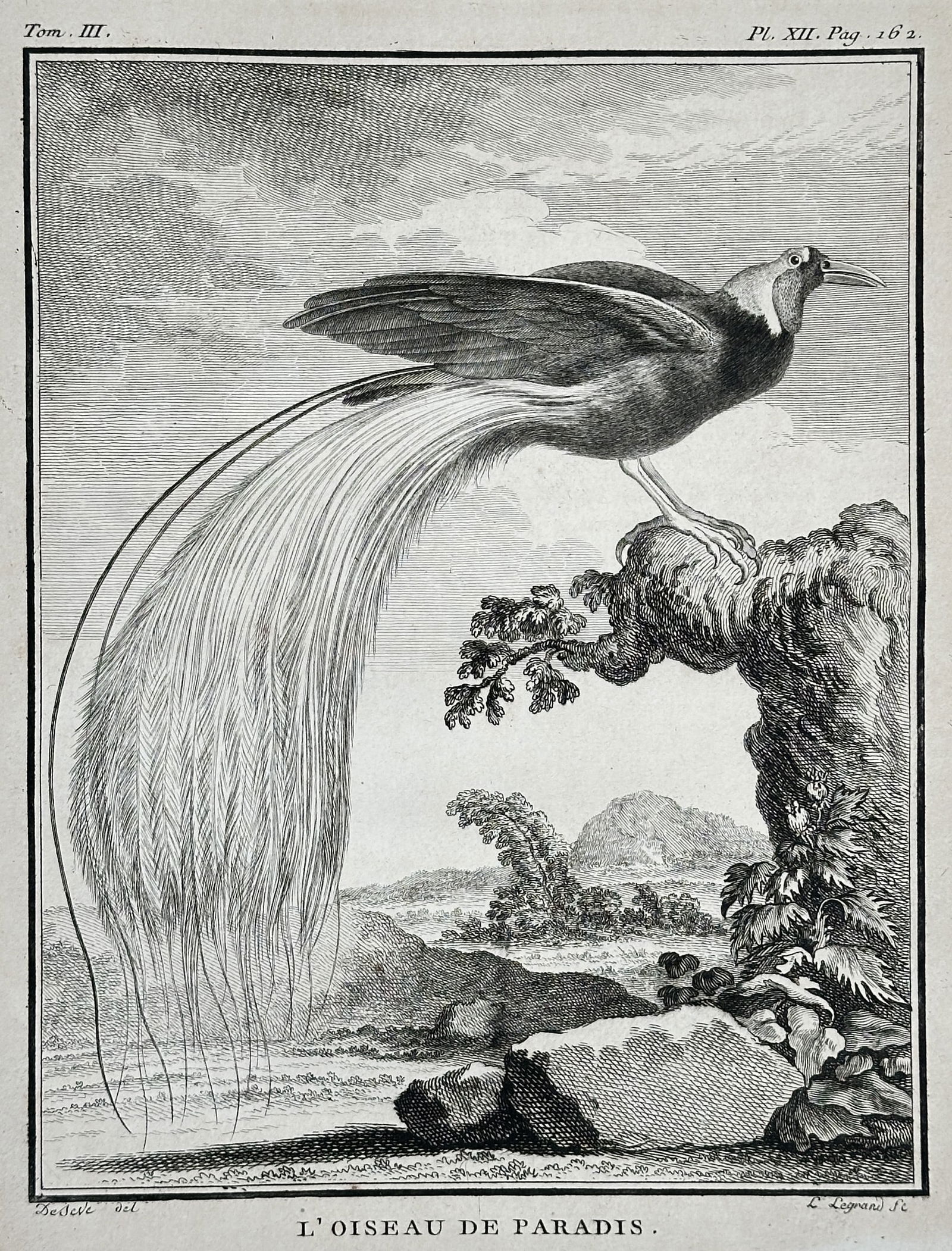 Georges-Louis Leclerc, Comte de Buffon – The Bird of Paradise – Copper engraving (c. 1775) (1 of 2)