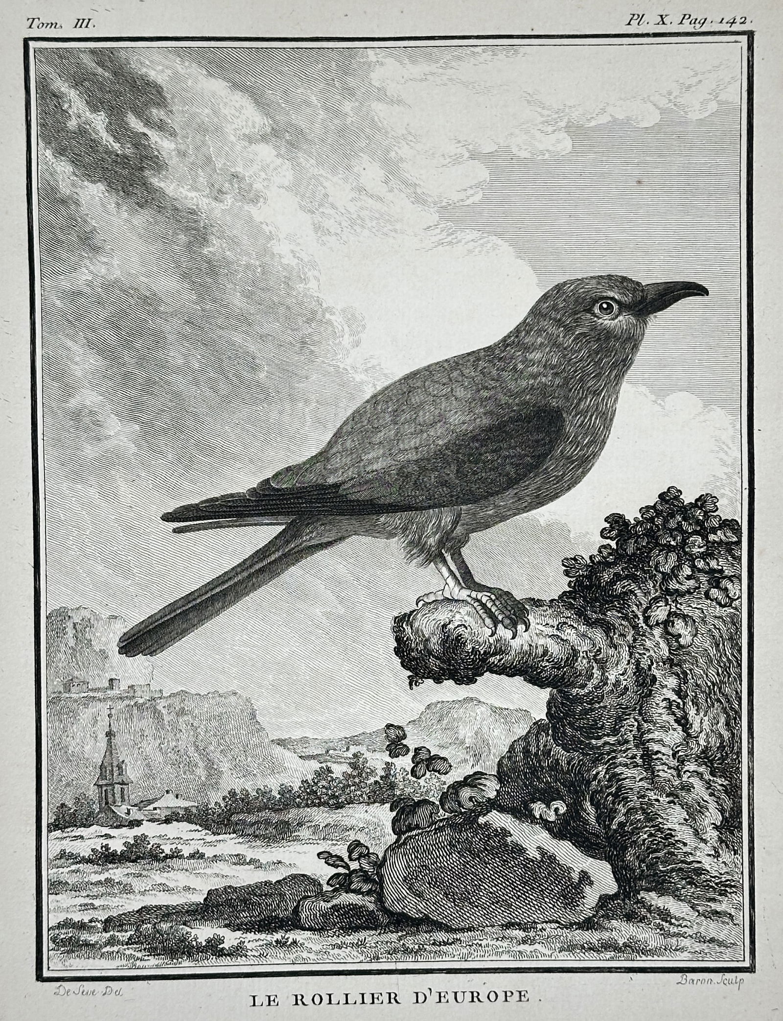 Georges-Louis Leclerc, Comte de Buffon – The European Roller – Copper engraving (c. 1775): This copper engraving depicts the European Roller, showing the bird perched on a rocky outcrop against a detailed landscape that includes a distant village spire. The print is derived from the influen