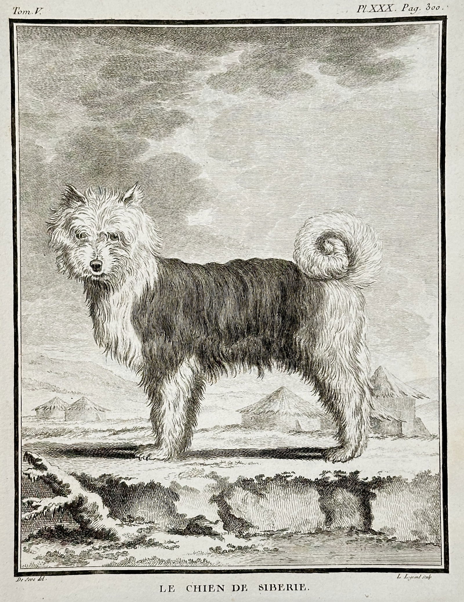 Georges-Louis Leclerc, Comte de Buffon – The Siberian Dog – Copper engraving (c. 1755) (1 of 2)
