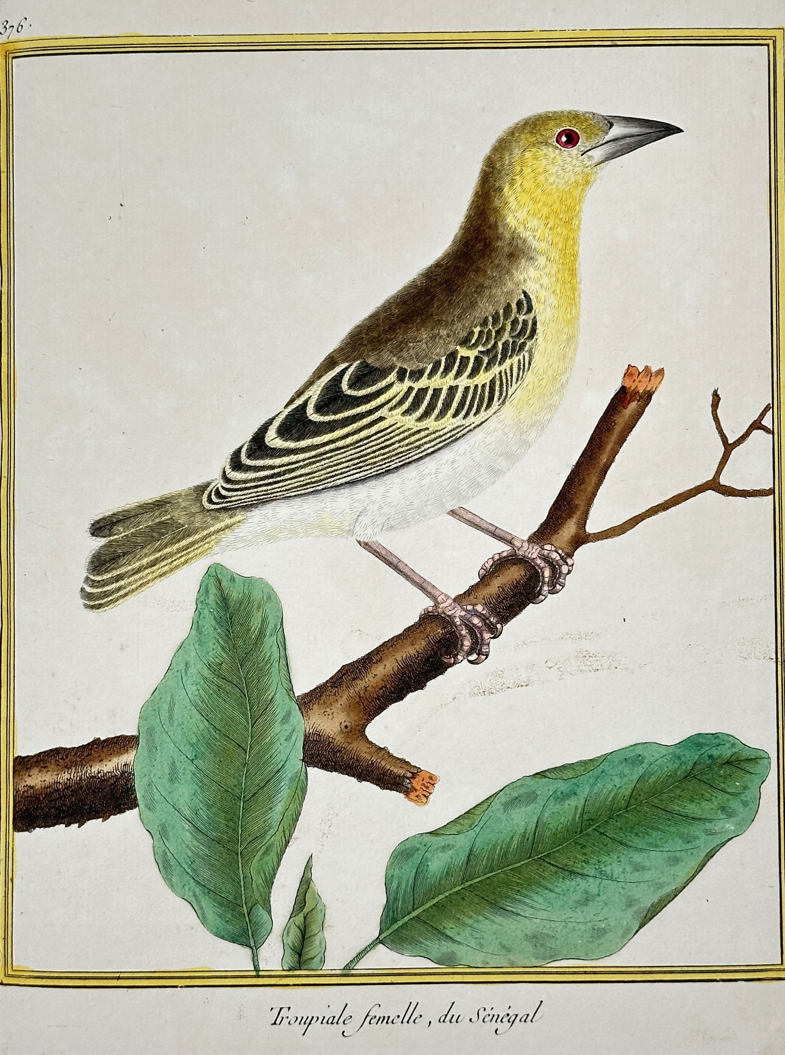 François-Nicolas Martinet – Female Weaver Bird of Senegal – Hand-colored copper engraving (c. (1 of 2)