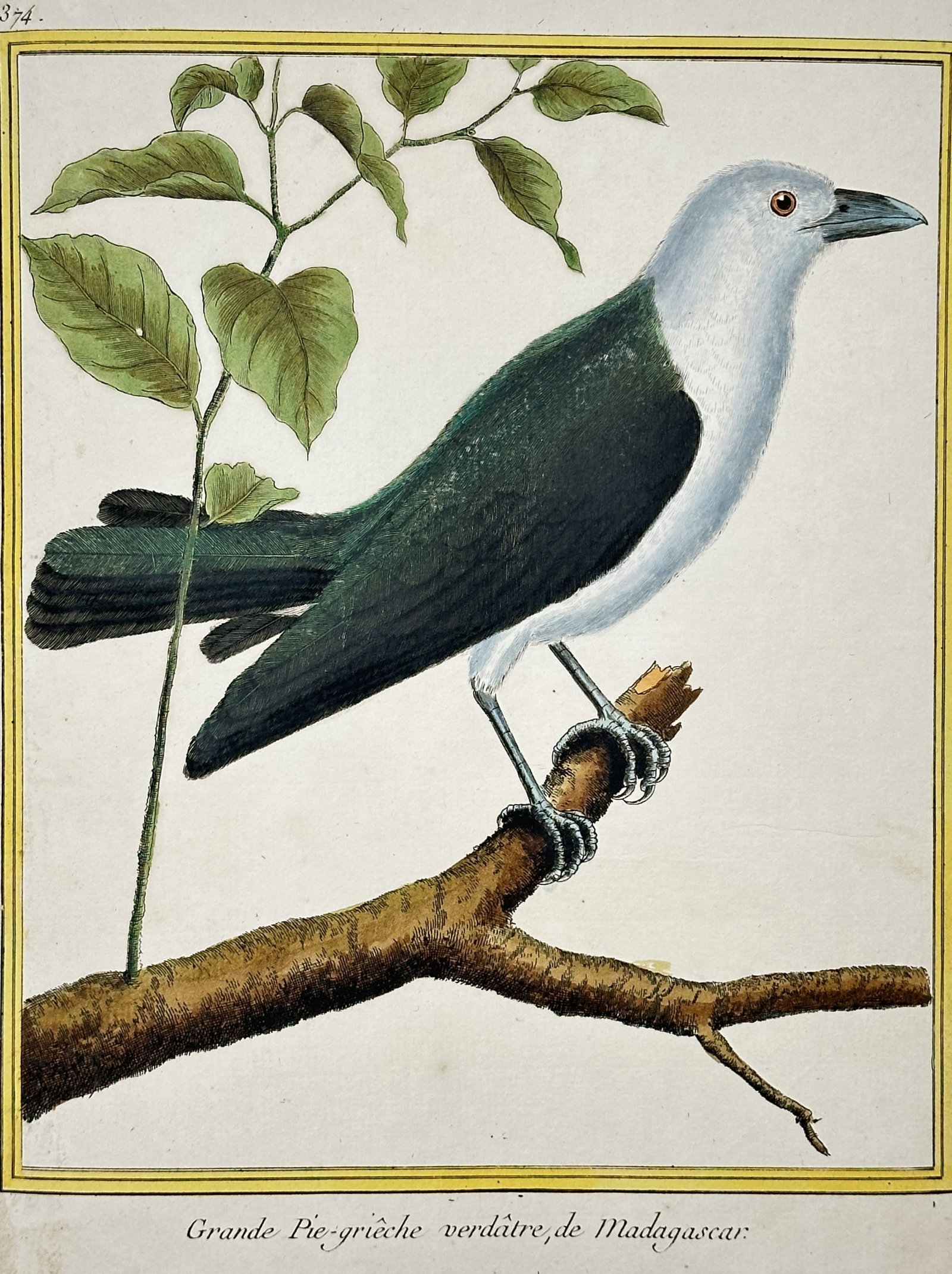 François-Nicolas Martinet – Large Greenish Shrike of Madagascar – Hand-colored copper engraving: This hand-colored copper engraving depicts the Large Greenish Shrike of Madagascar, showing the bird's white head and dark body perched on a branch, characteristic of the Planches Enluminées series. 