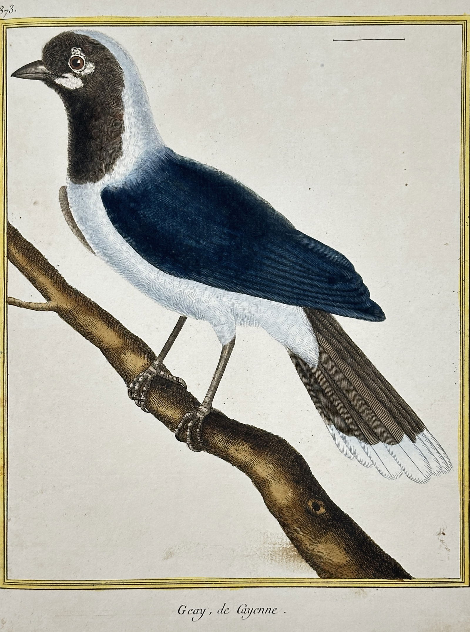 François-Nicolas Martinet – Gouy Bird of Cayenne – Hand-colored copper engraving (c. 1775) (1 of 2)