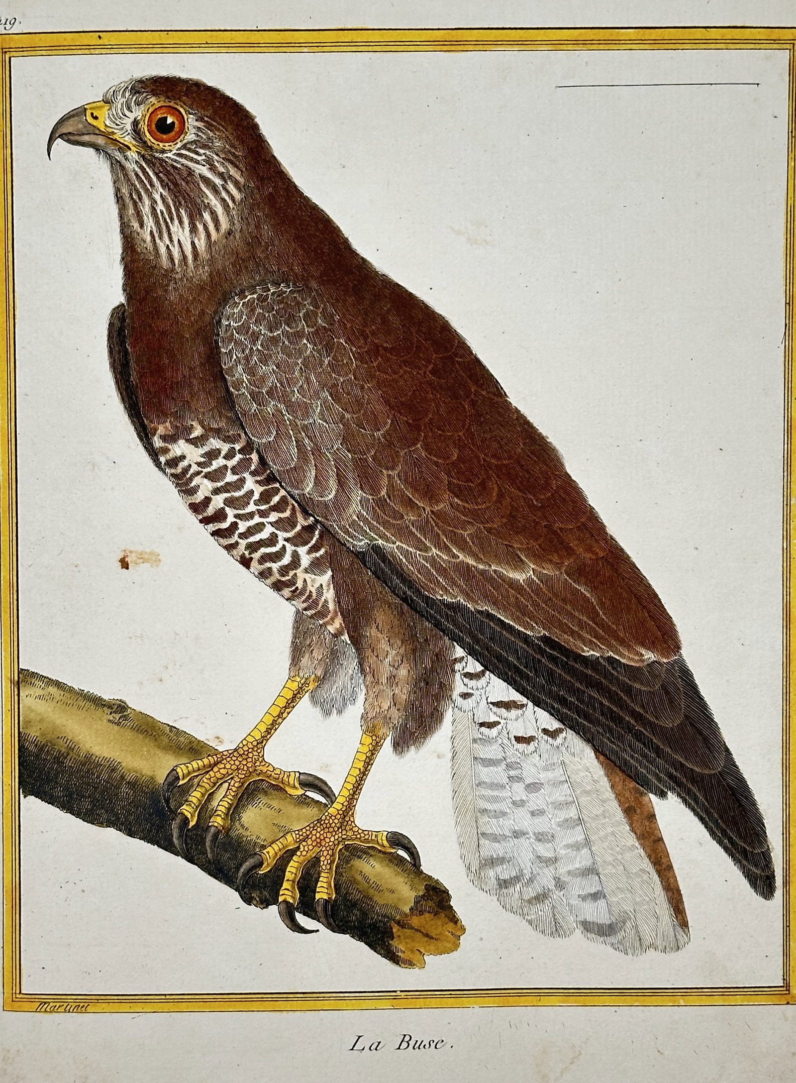 François-Nicolas Martinet – The Buzzard – Hand-colored copper engraving (c. 1775): This hand-colored copper engraving depicts The Buzzard (La Buse), a bird of prey characterized by its strong beak, prominent yellow claws, and brown and white plumage, shown perched on a branch. The p