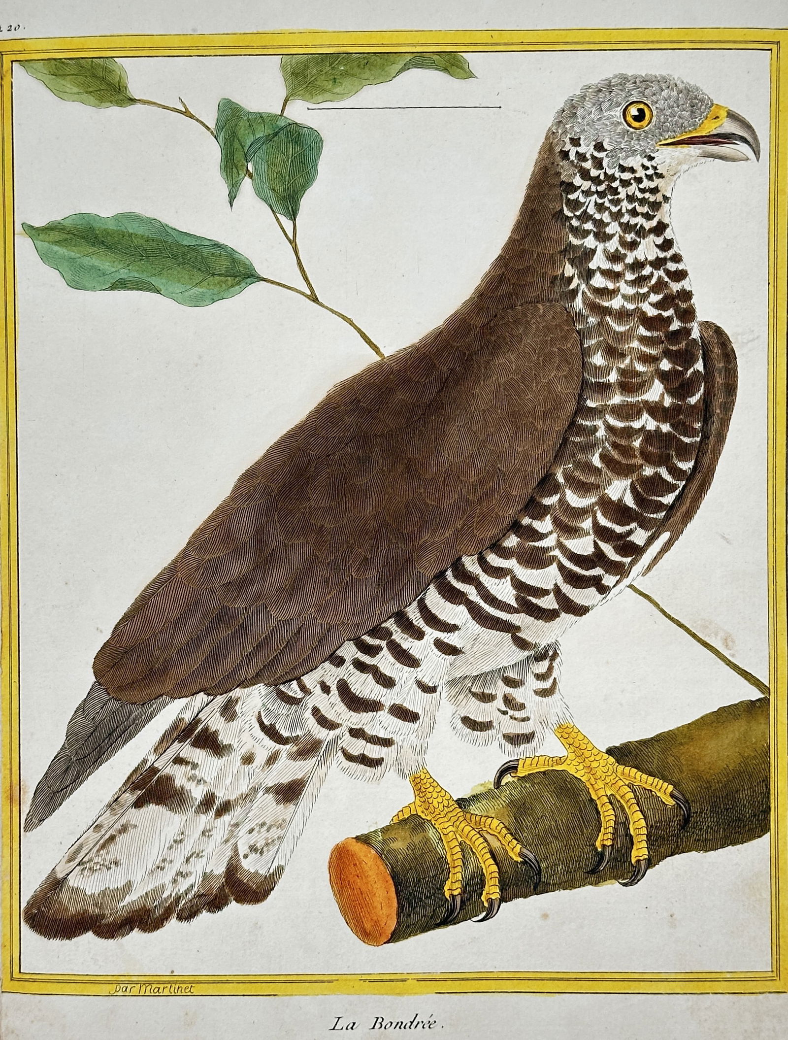 François-Nicolas Martinet – The Honey Buzzard – Hand-colored copper engraving (c. 1775) (1 of 2)