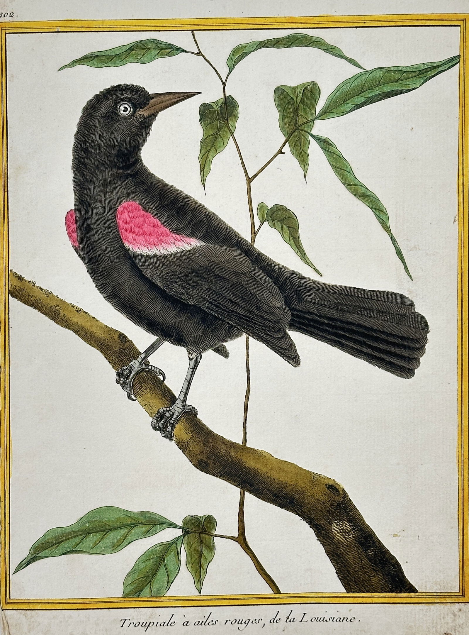 François-Nicolas Martinet – Red-winged Blackbird of Louisiana – Hand-colored copper engraving (1 of 2)