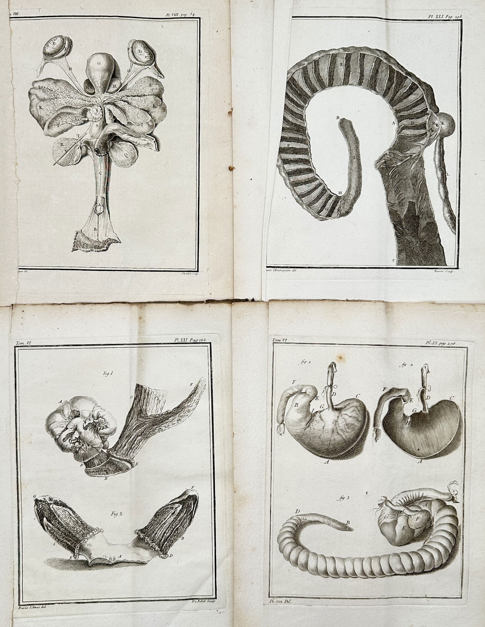 Georges-Louis Leclerc, Comte de Buffon – Set of 4: Comparative Anatomical Studies of Mammals: This set of 4 copper engravings features highly detailed comparative anatomical studies, illustrating a mix of biological structures including internal organs, reproductive tracts, and views of develo