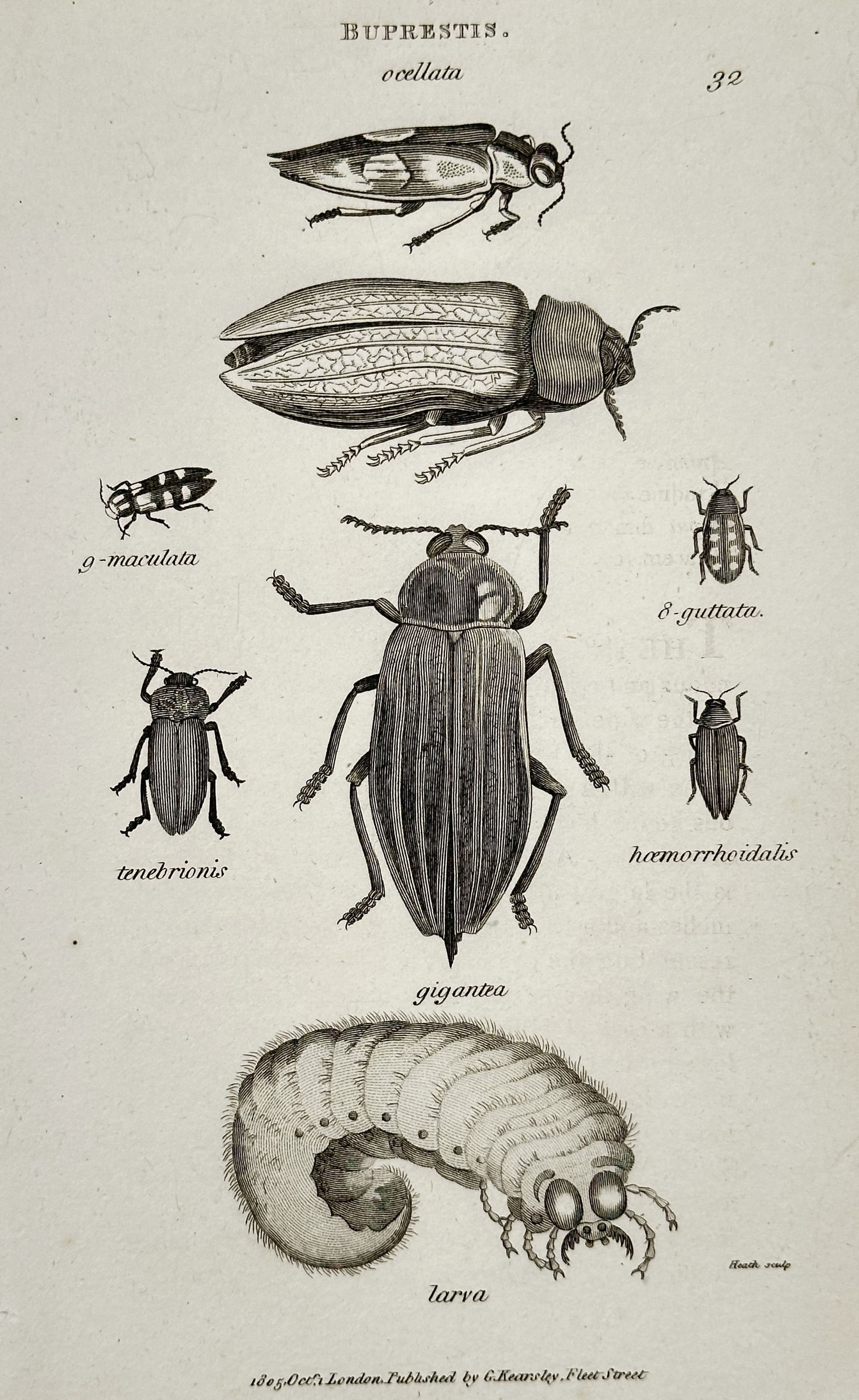 George Shaw (1751–1813) – Buprestis Beetles and Larva – Copper engraving (1802): This copper engraving depicts several species of Buprestis or jewel beetles, including the gigantea species and its larva, illustrating various stages and forms of the insect genus. This print origina