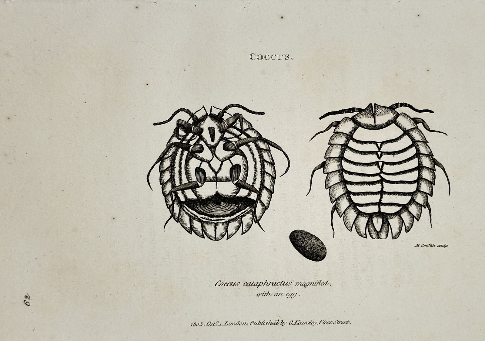 George Shaw (1751–1813) – Cochineal Insect (Coccus) with Egg – Copper engraving (1804) (1 of 2)