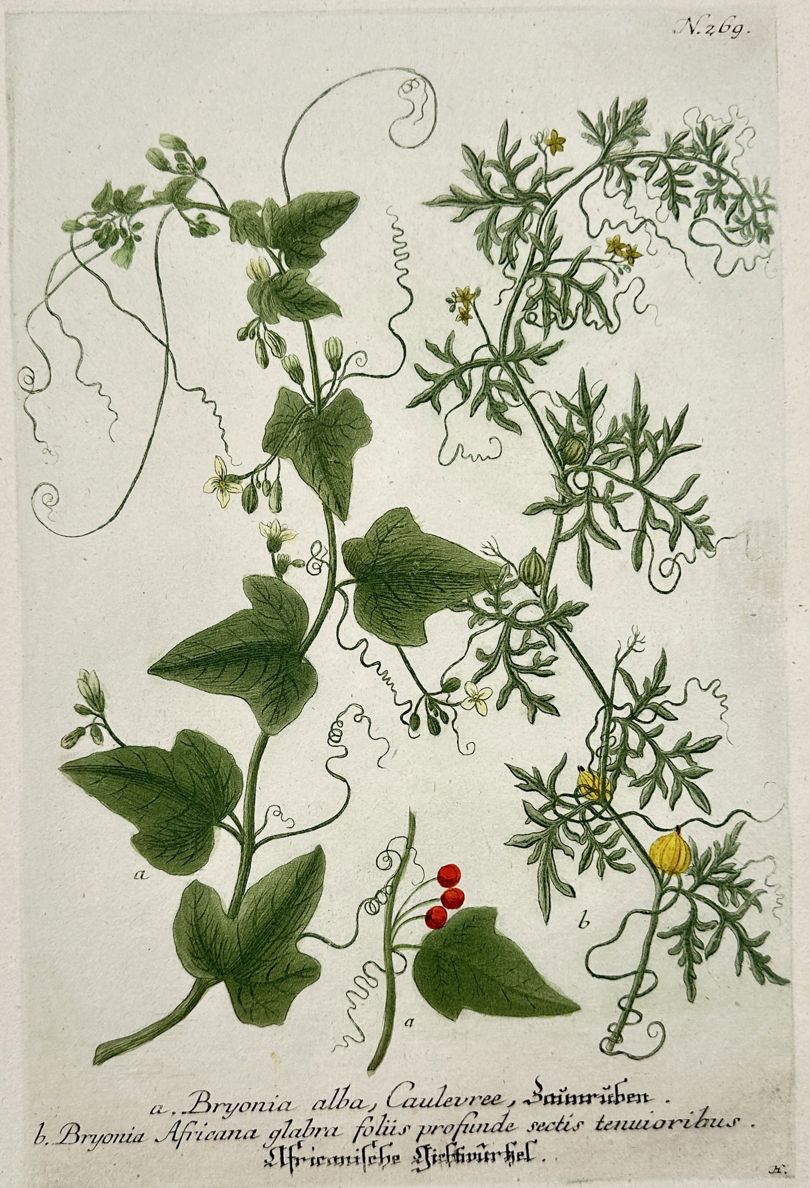 Johann Wilhelm Weinmann (1683–1741) – White Bryony and African Bryony – Hand-colored engraving: This hand-colored engraving depicts two climbing plants of the Bryonia genus, showing their lobed leaves, characteristic tendrils, flowers, and small red berries. The illustration originates from Wein