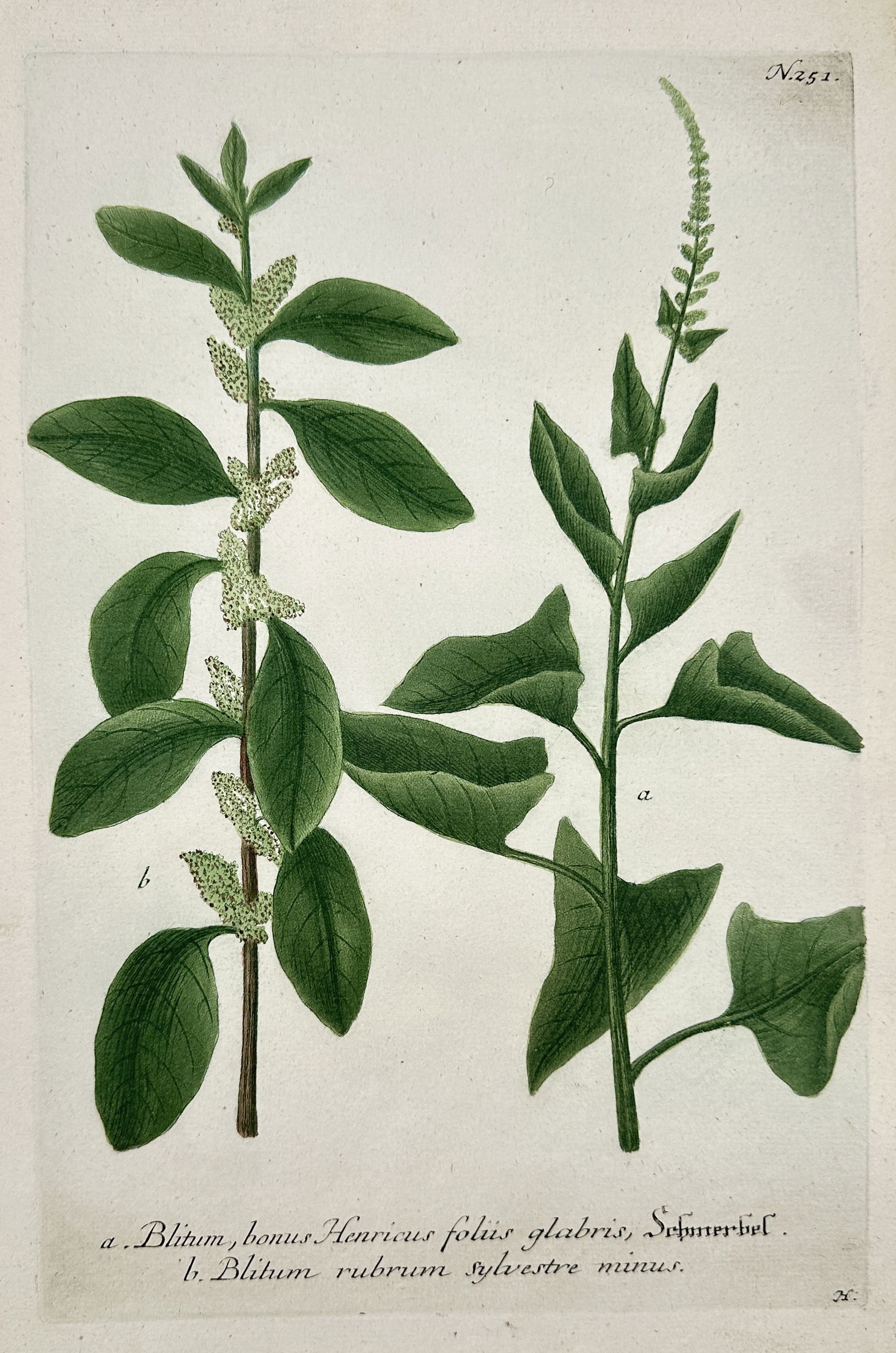 Johann Wilhelm Weinmann (1683–1741) – Good-King-Henry and Wild Red Blitum: This hand-colored engraving depicts two species of the Blitum genus, including Good-King-Henry, showing their broad, simple leaves and clusters of small, apetalous flowers. The illustration originates