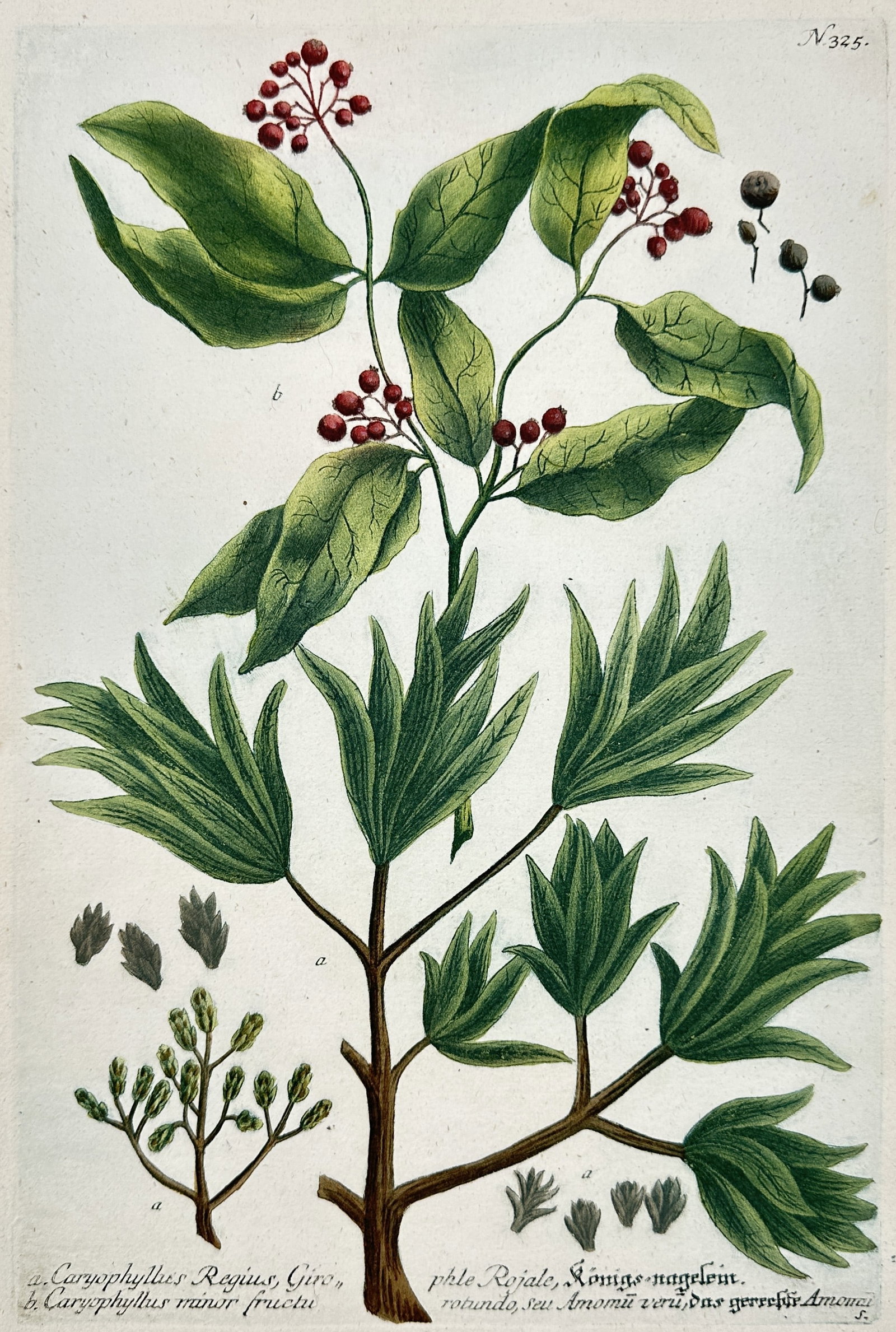 Johann Wilhelm Weinmann (1683–1741) – Cherry-Leaved Laurel Species – Hand-colored engraving: This hand-colored engraving depicts two closely related species of the Laurus genus (Cherry-Leaved Laurel), showing distinct leaf types, wood stems, and clusters of small red and dark berries. The ill