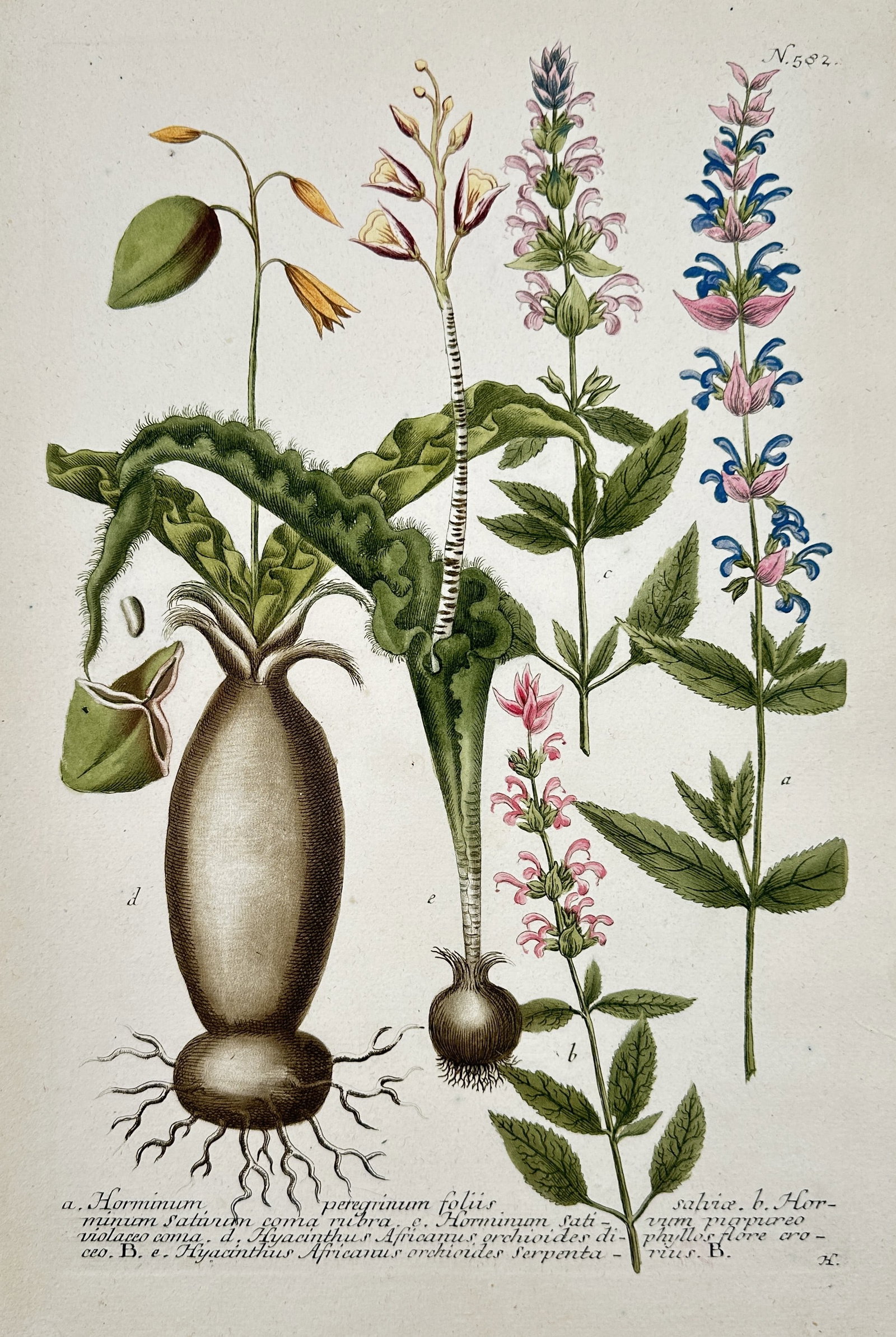 Johann Wilhelm Weinmann (1683–1741) – Salvia (Horminum) Species and African Bulbs: This hand-colored engraving depicts several botanical specimens, including various forms of Salvia (Sage or Horminum) with distinct flower spikes in pink, blue, and purple, alongside a bulbous plant (