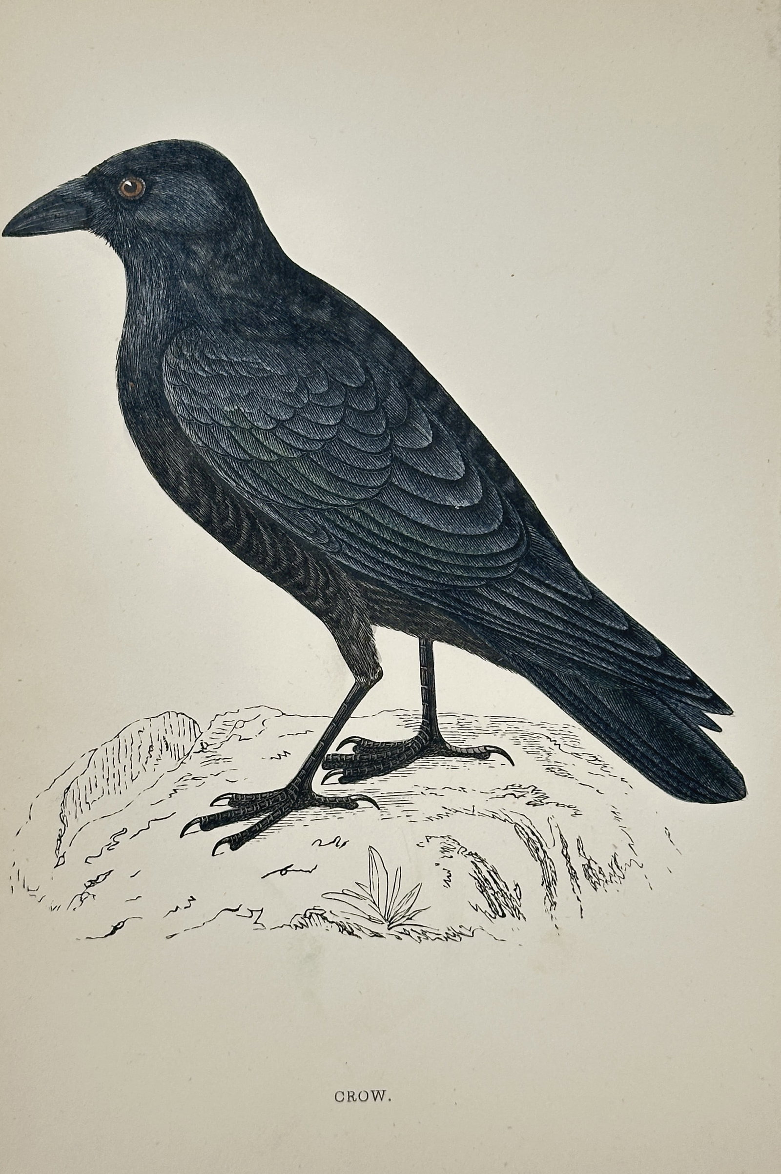 Francis Orpen Morris (1810–1893) – The Crow – Color wood engraving (c. 1855): This color wood engraving depicts The Crow, illustrating its entirely black plumage, robust beak, and intelligent appearance, standing on rough ground. The print originates from Morris's popular and c