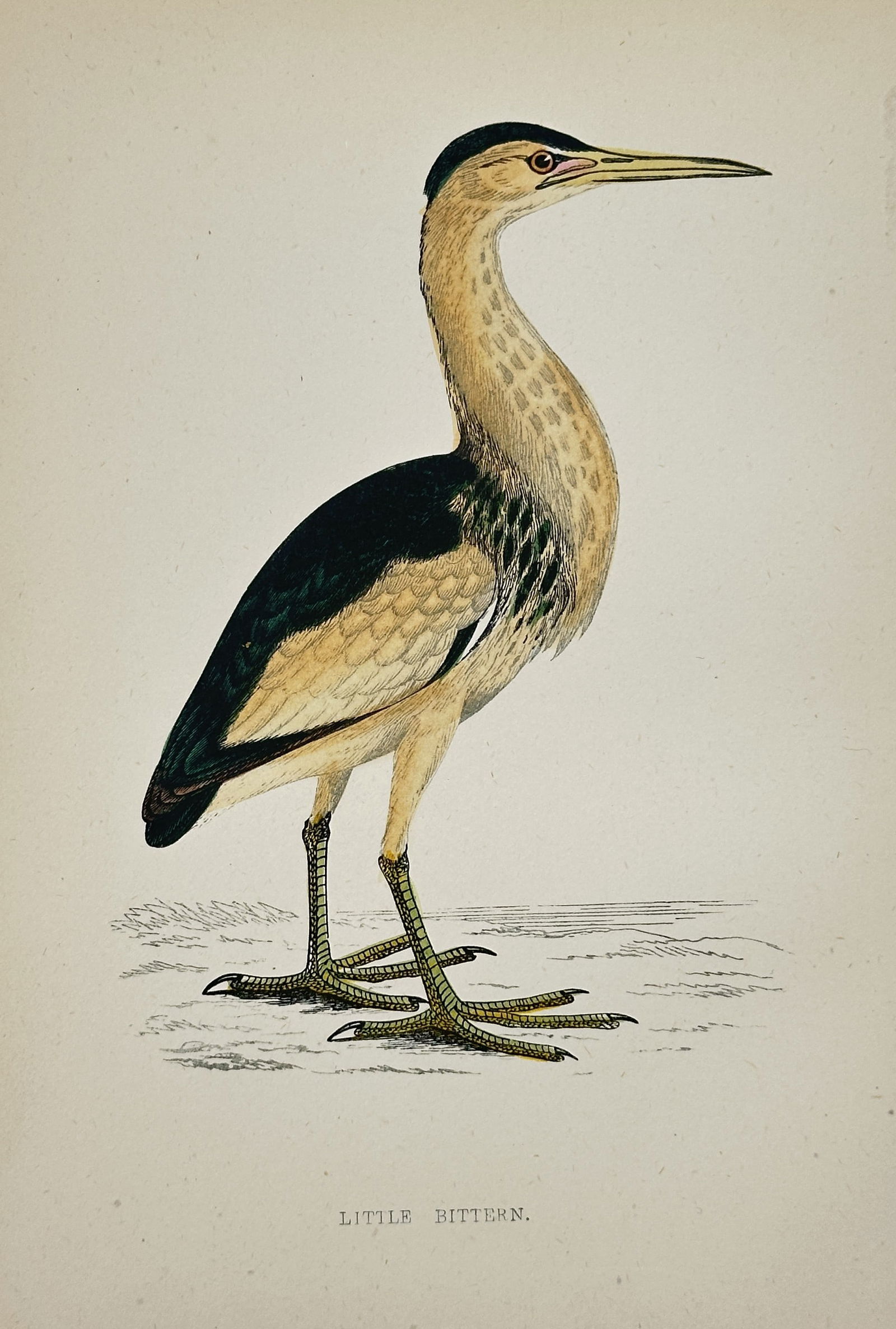 Francis Orpen Morris (1810–1893) – The Little Bittern – Color wood engraving (c. 1855) (1 of 2)
