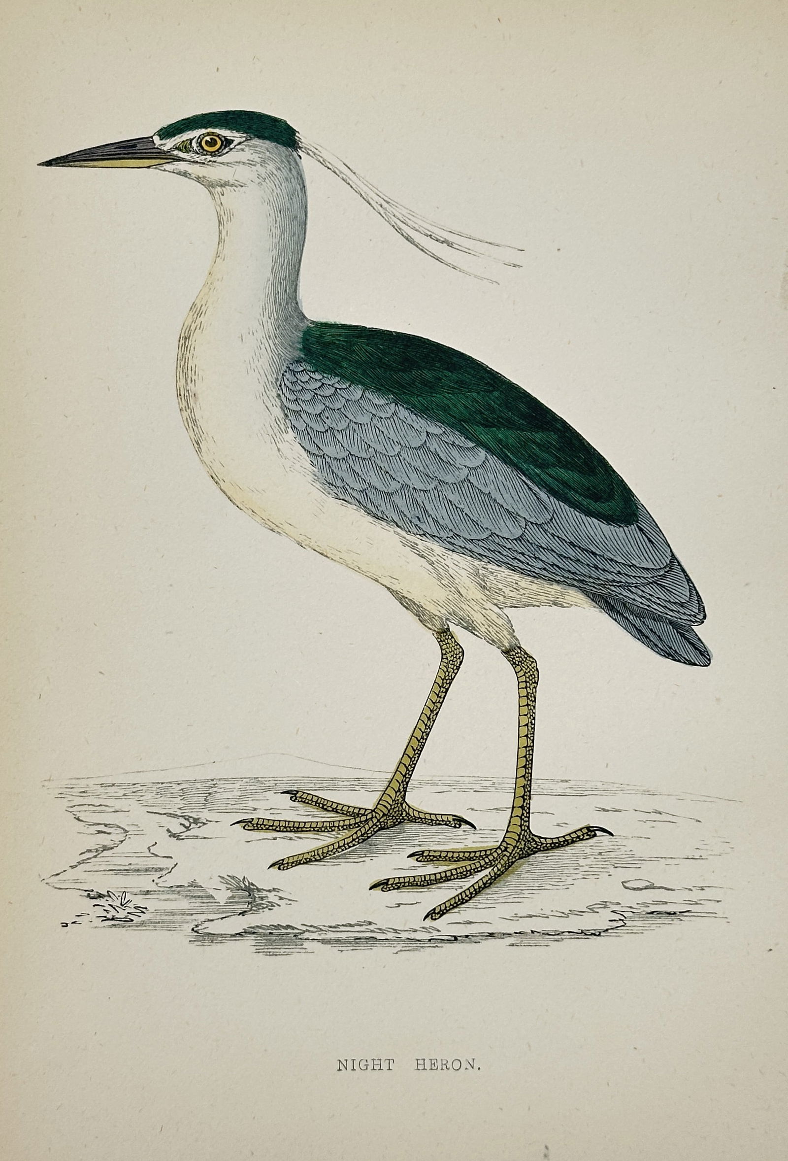 Francis Orpen Morris (1810–1893) – The Night Heron – Color wood engraving (c. 1855): This color wood engraving depicts The Night Heron, illustrating the adult's distinct breeding plumage, characterized by a glossy black crown and back, white underside, and long white ornamental plumes