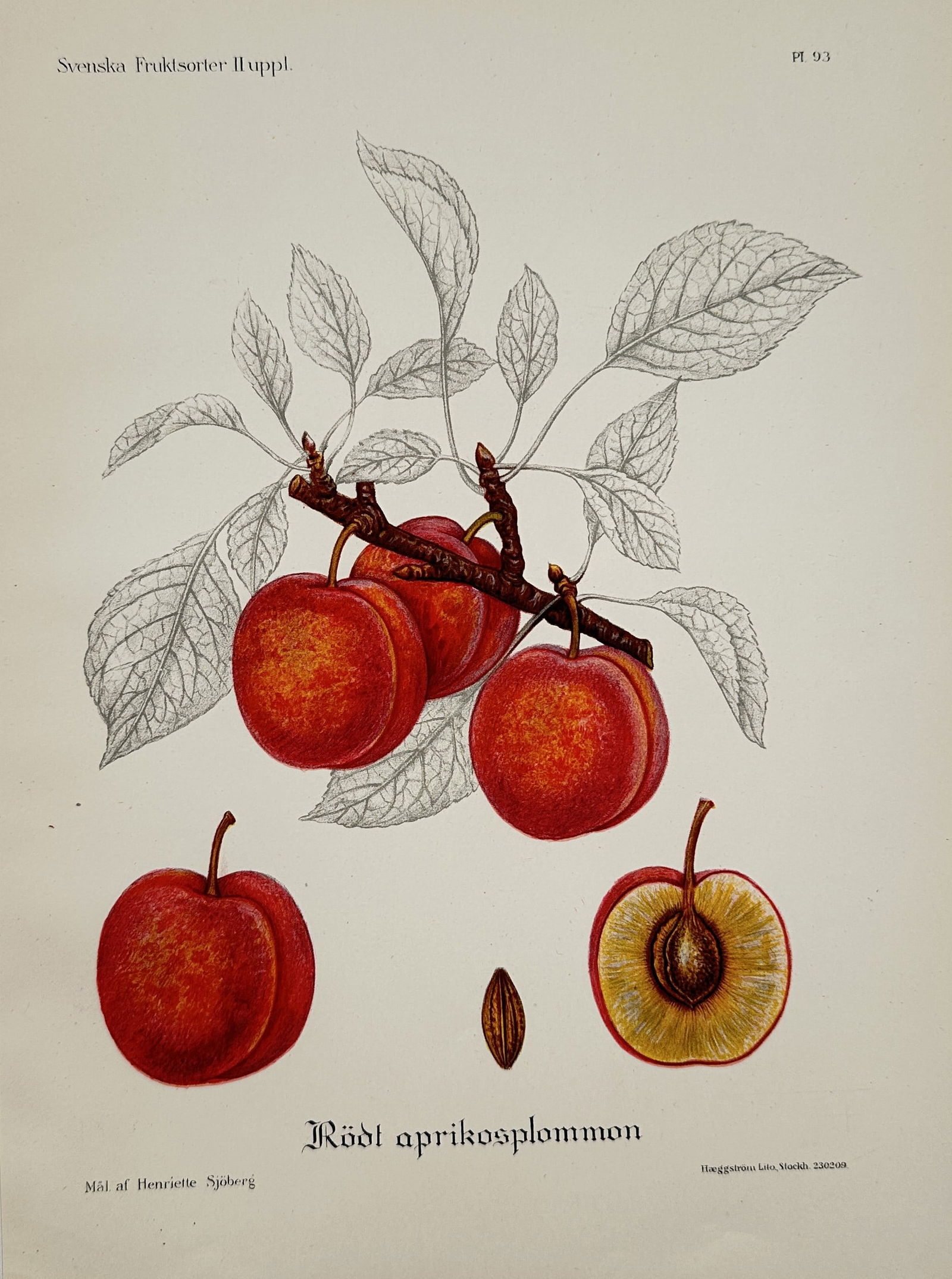 Henriette Sjöberg (1825–1912) – Red Apricot Plum – Chromolithograph (c. 1870) (1 of 2)