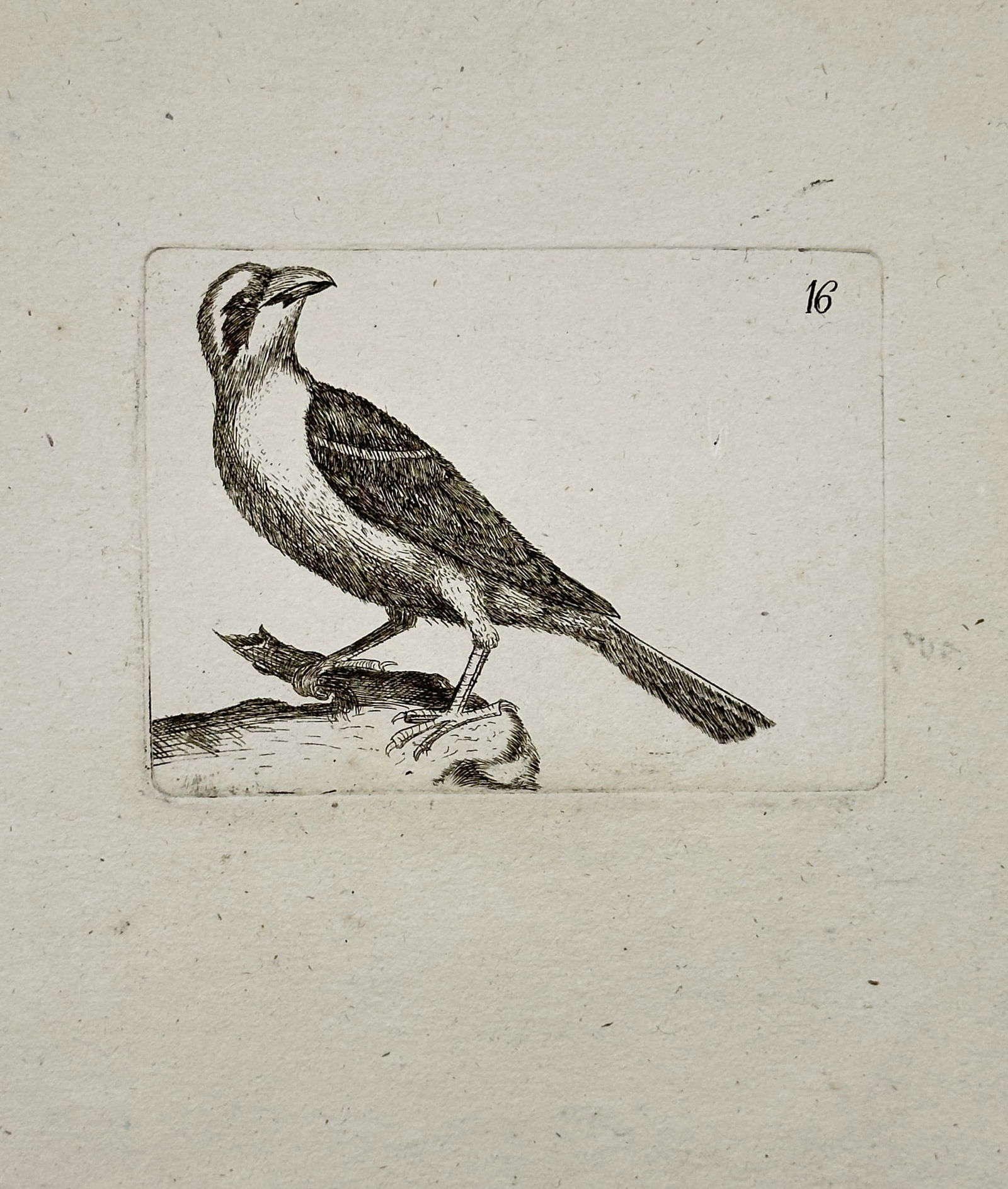 Unknown Artist – Passerine Bird on a Branch Stub – Copper engraving (18th century) (1 of 2)