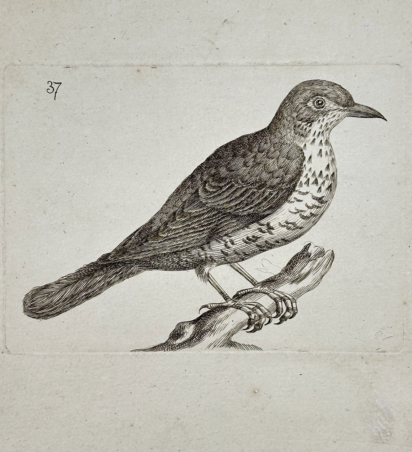 Unknown Artist – Spotted Passerine Bird Perched on a Branch – Copper engraving (18th century) (1 of 2)
