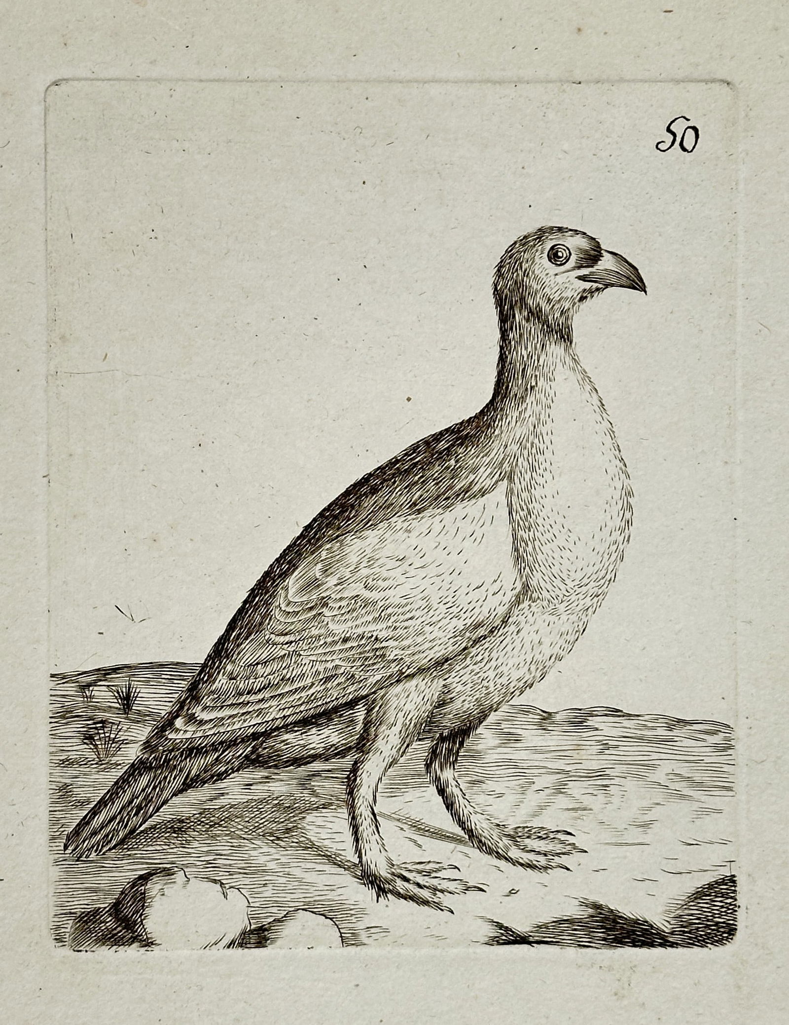 Unknown Artist – Large Ground Bird Standing on Rocks – Copper engraving (18th century): This zoological illustration depicts a large, stout ground bird, resembling a partridge or grouse, standing on a rocky surface. The print is an uncolored copper engraving, characteristic of plates fou