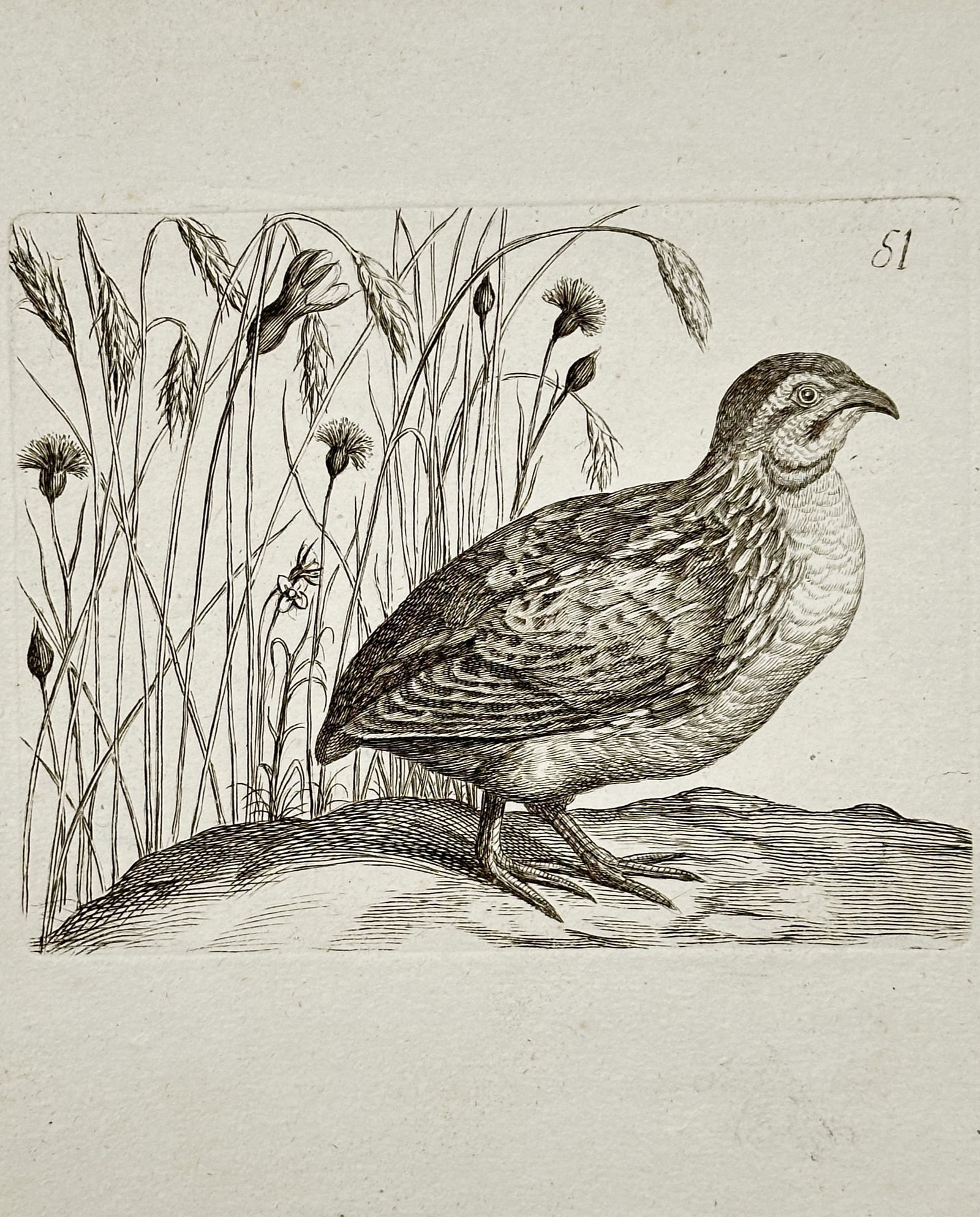 Unknown Artist – Small Game Bird in a Grain Field – Copper engraving (18th century) (1 of 2)