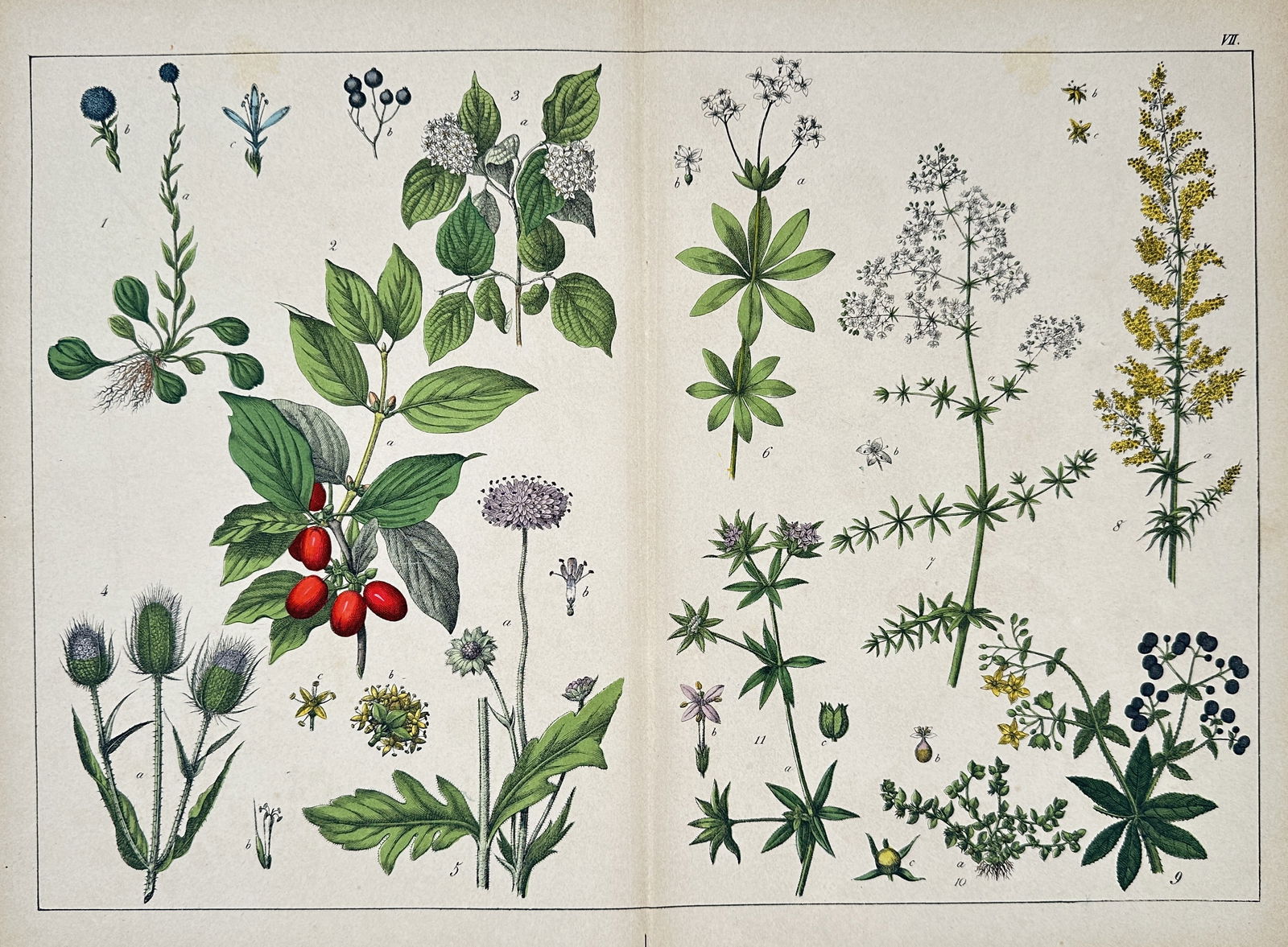 Jacob Sturm – Botanical Studies including Dogwood, Teasel, and Bedstraw (1 of 2)