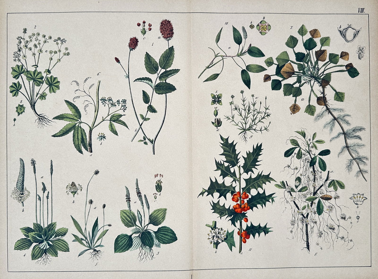 Jacob Sturm – Botanical Studies including Holly, Plantain, and Burnet – Hand-colored engraving (1 of 2)